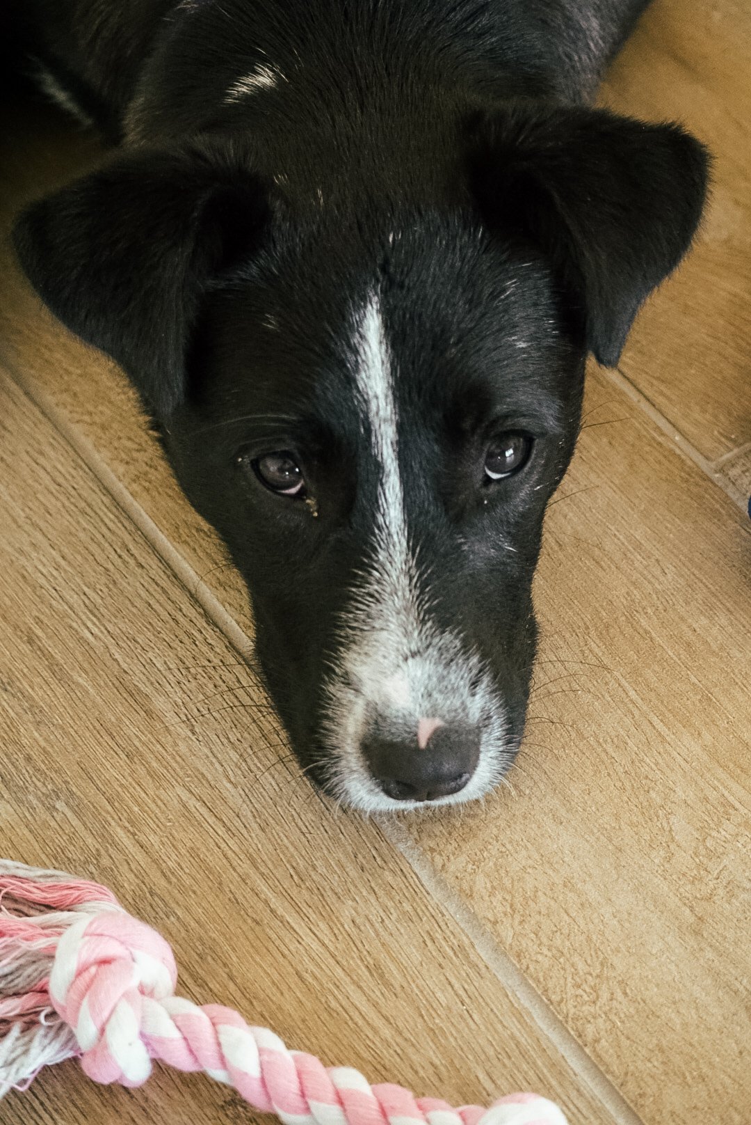 Close-up of a black and white puppy with a pink nose, lying on wooden floor and looking up.