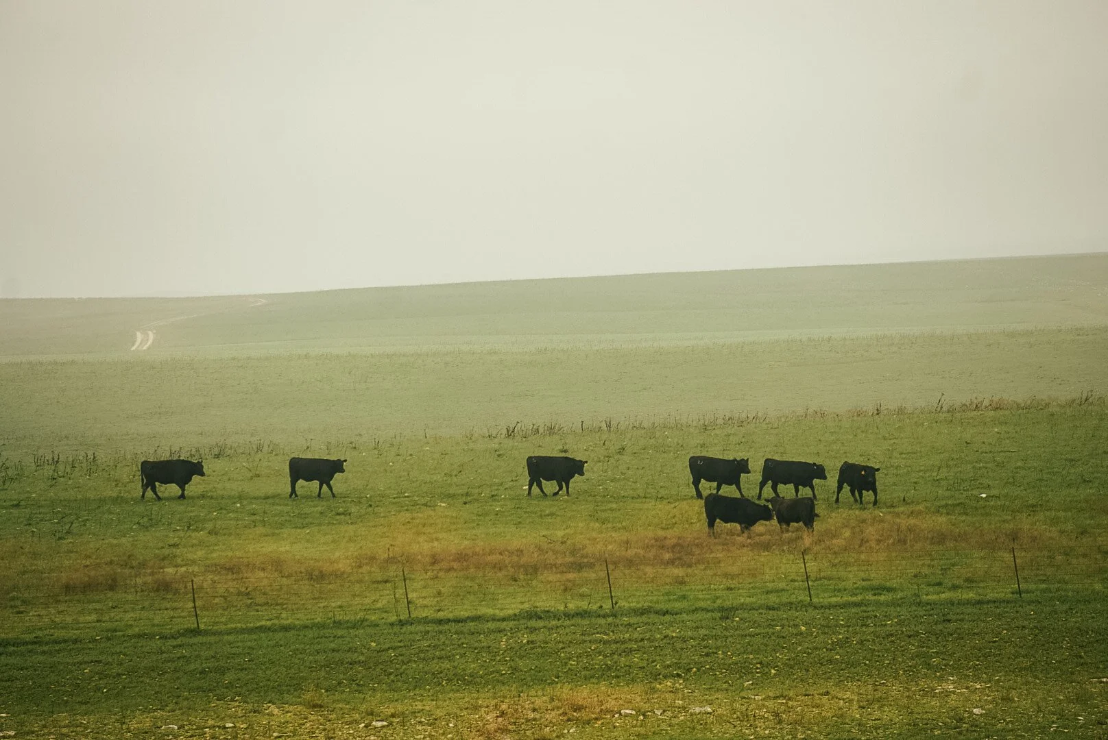 A herd of black cows grazing on a grassy field under a gray sky with rolling hills in the background.