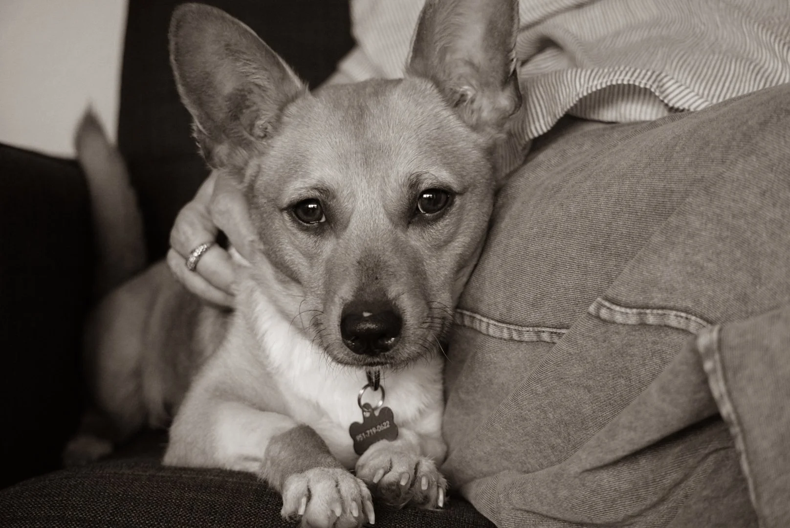 Black and white photograph of a small dog with a ring on its paw, resting its head and paws on a person's lap, looking directly at the camera.