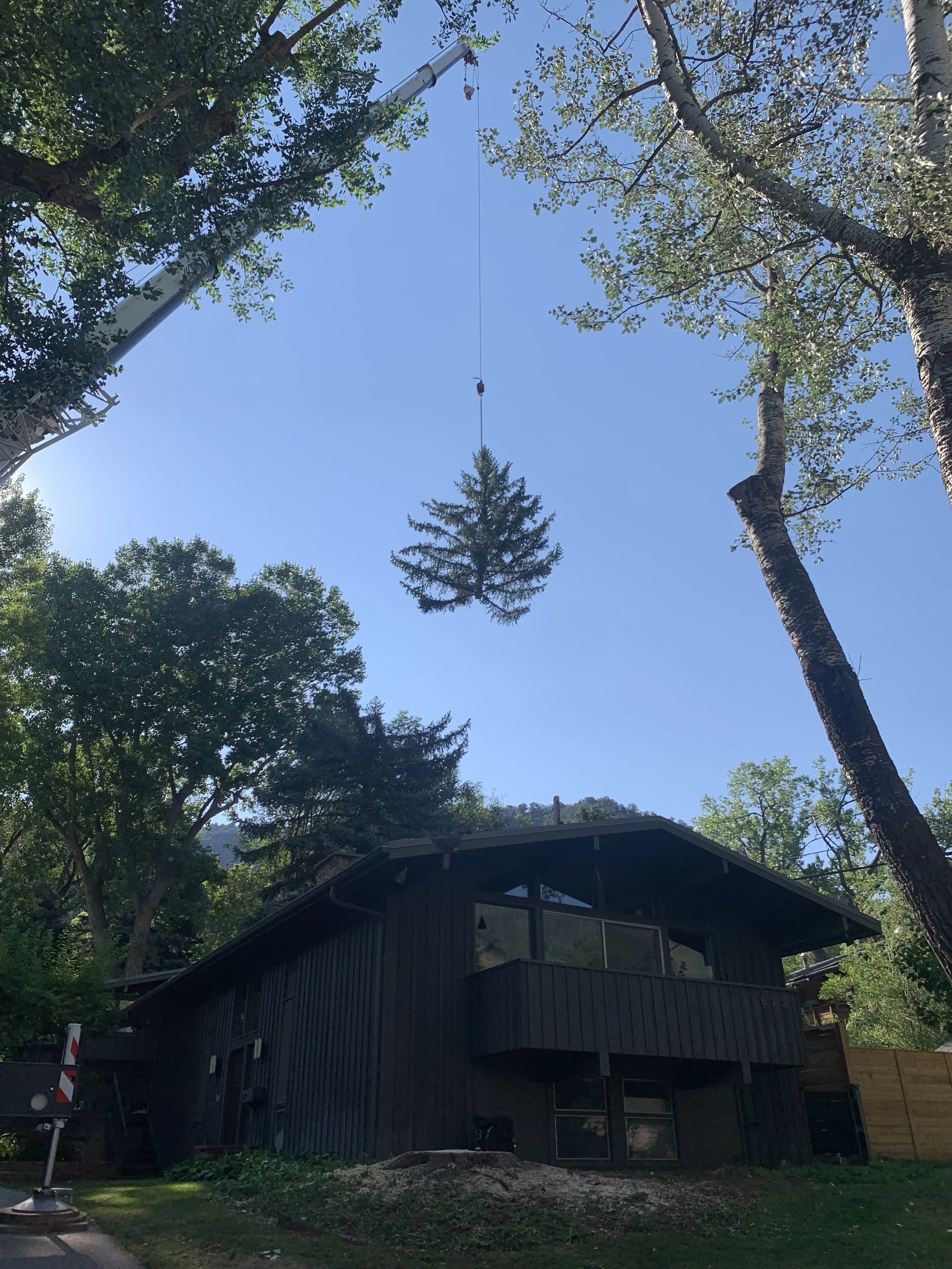 Emergency tree removal Aspen CO