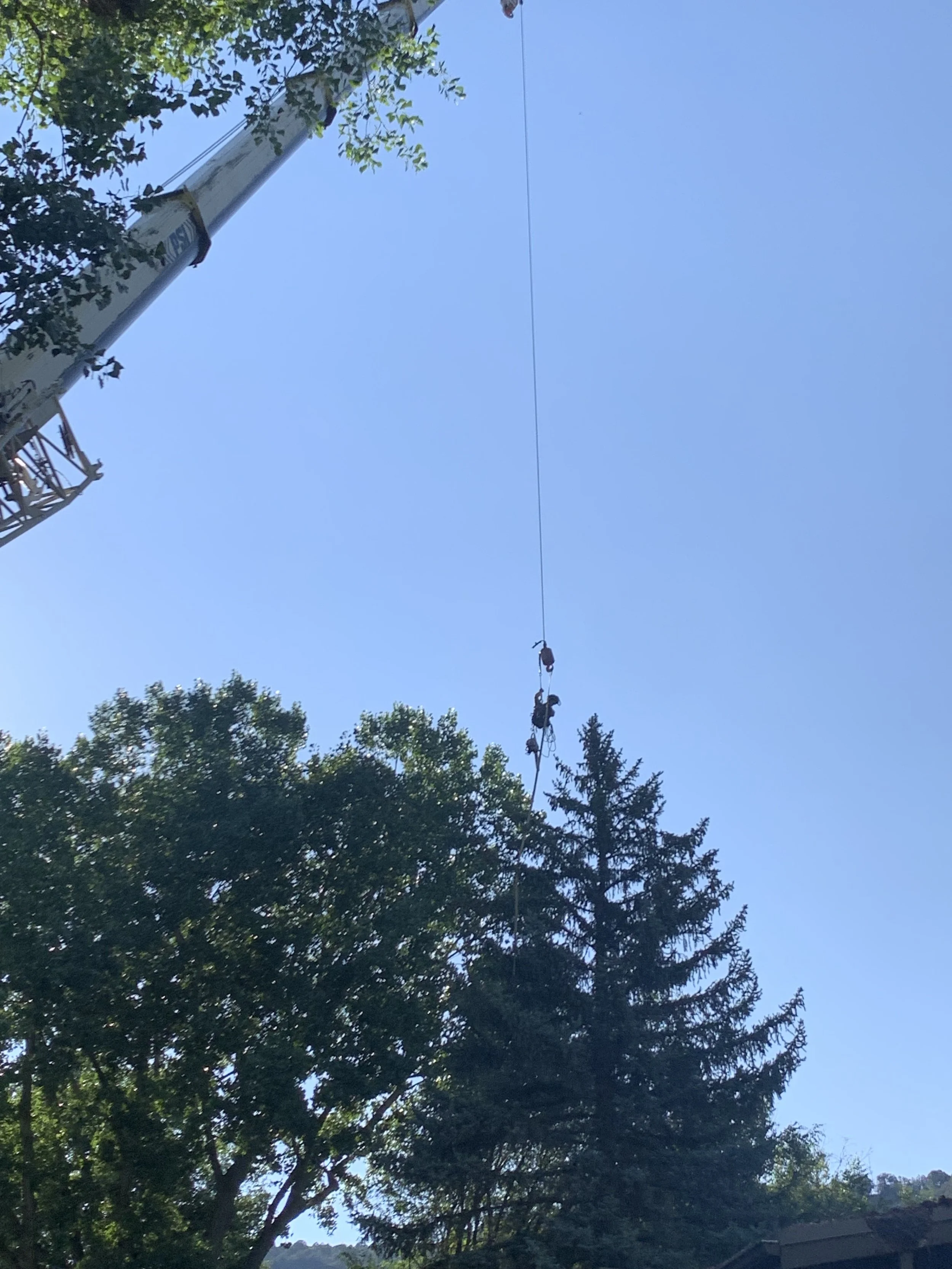 ISA certified arborist Roaring Fork Valley
