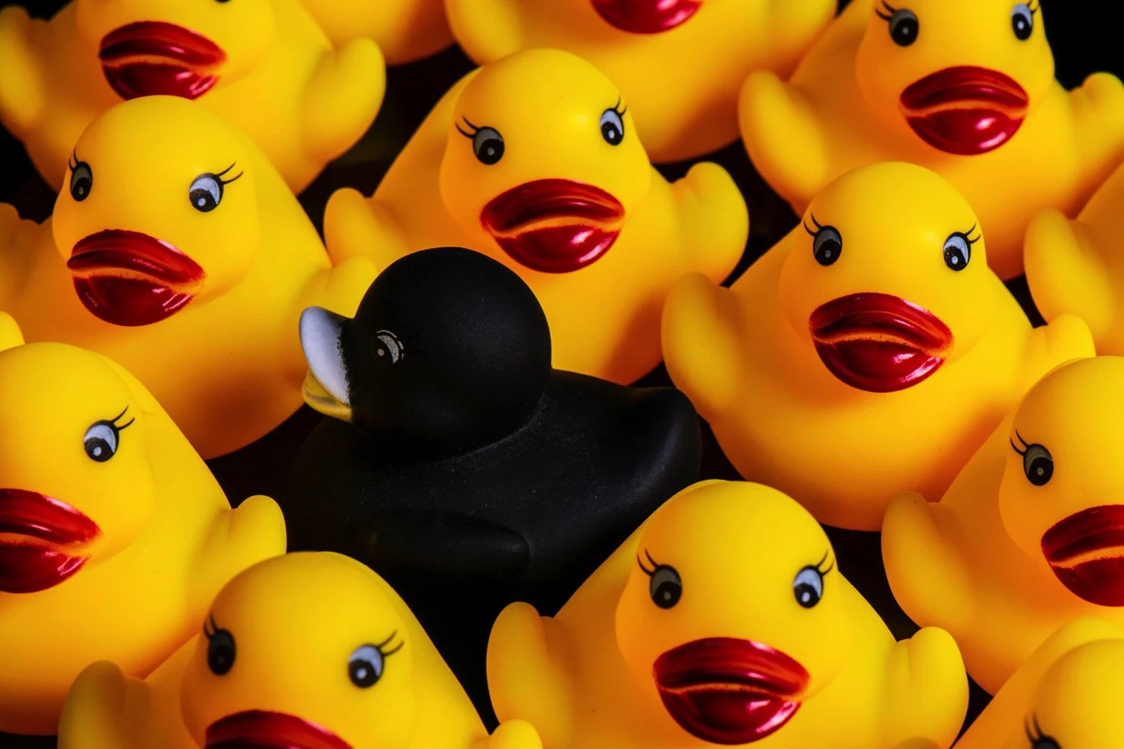 Several yellow rubber duck toys with red beaks and painted eyes, surrounding a single black rubber duck with a white beak, all arranged closely together.