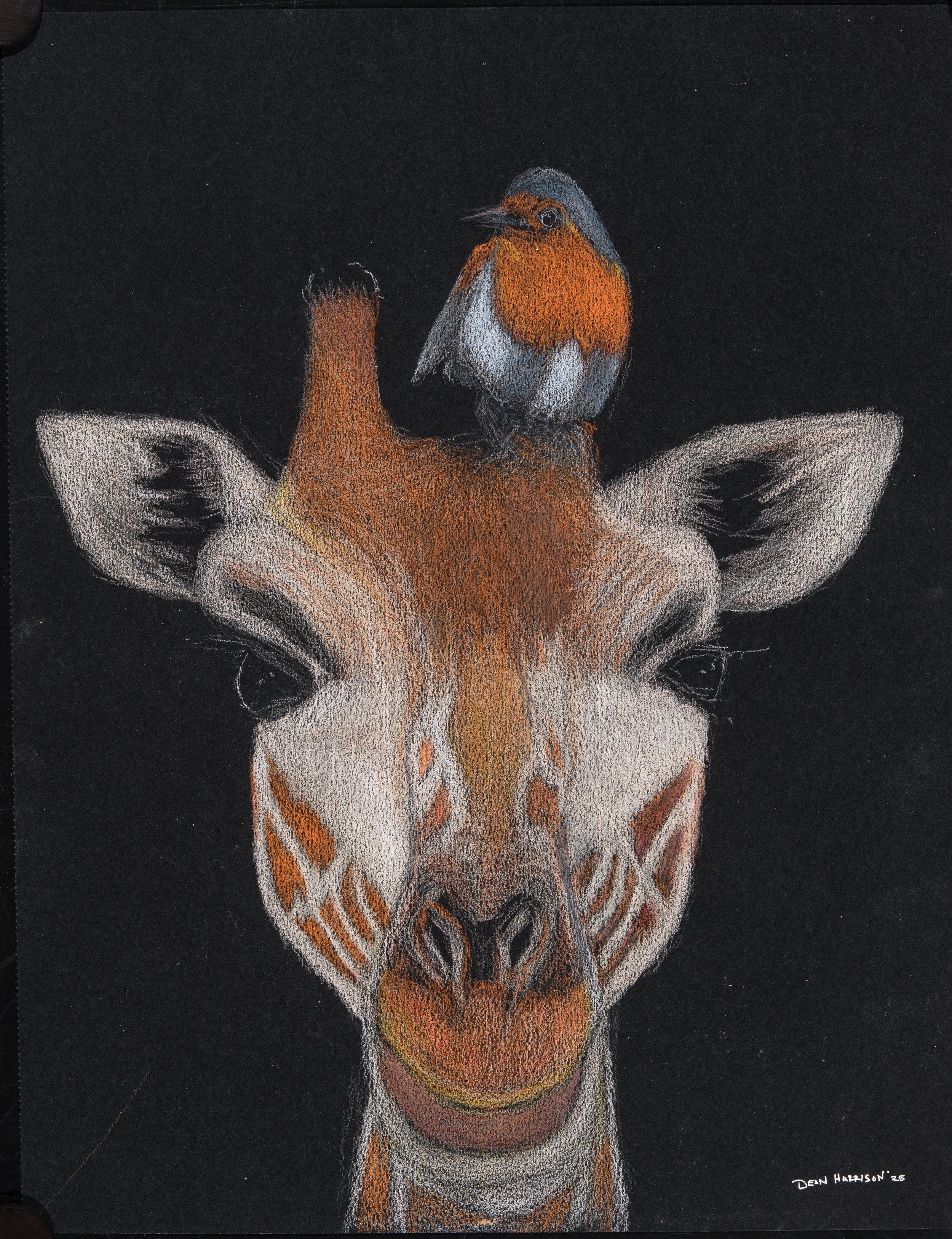 A detailed colored pencil drawing of a giraffe with a small bird sitting on its head, set against a black background.