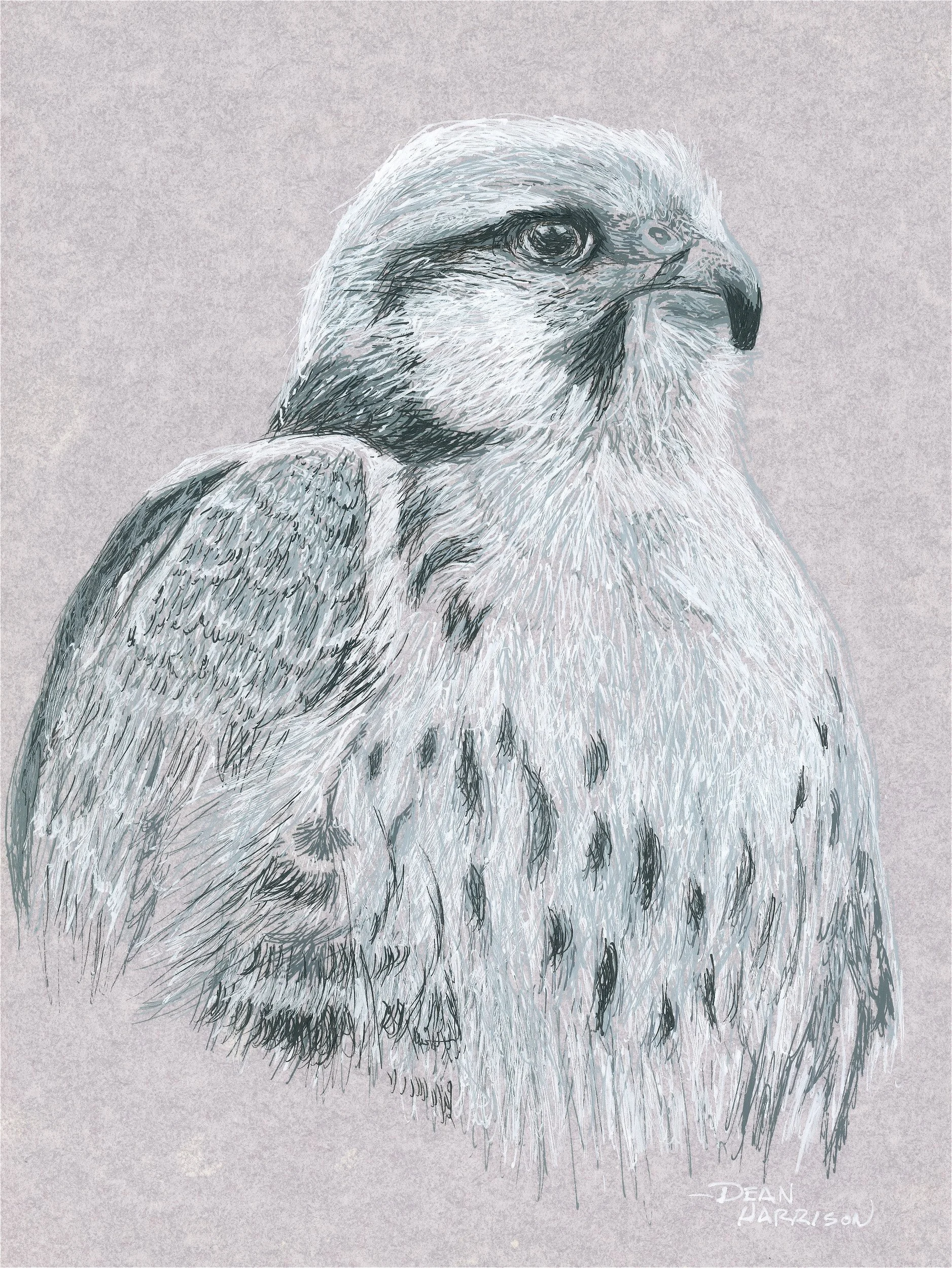 Hawk Ink Pen- 25JPG.jpg