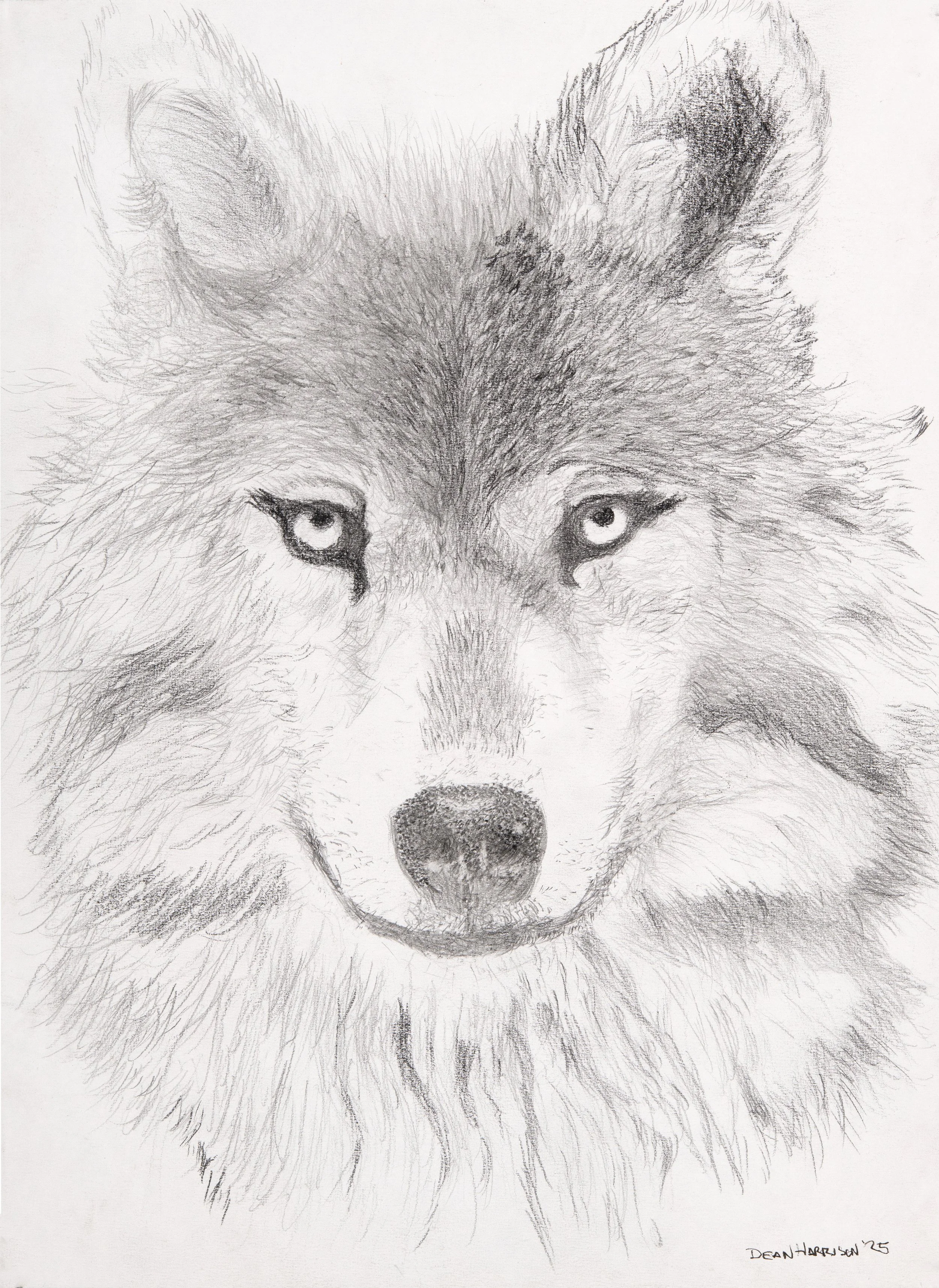 A detailed pencil drawing of a wolf's face with sharp eyes and fur texture.