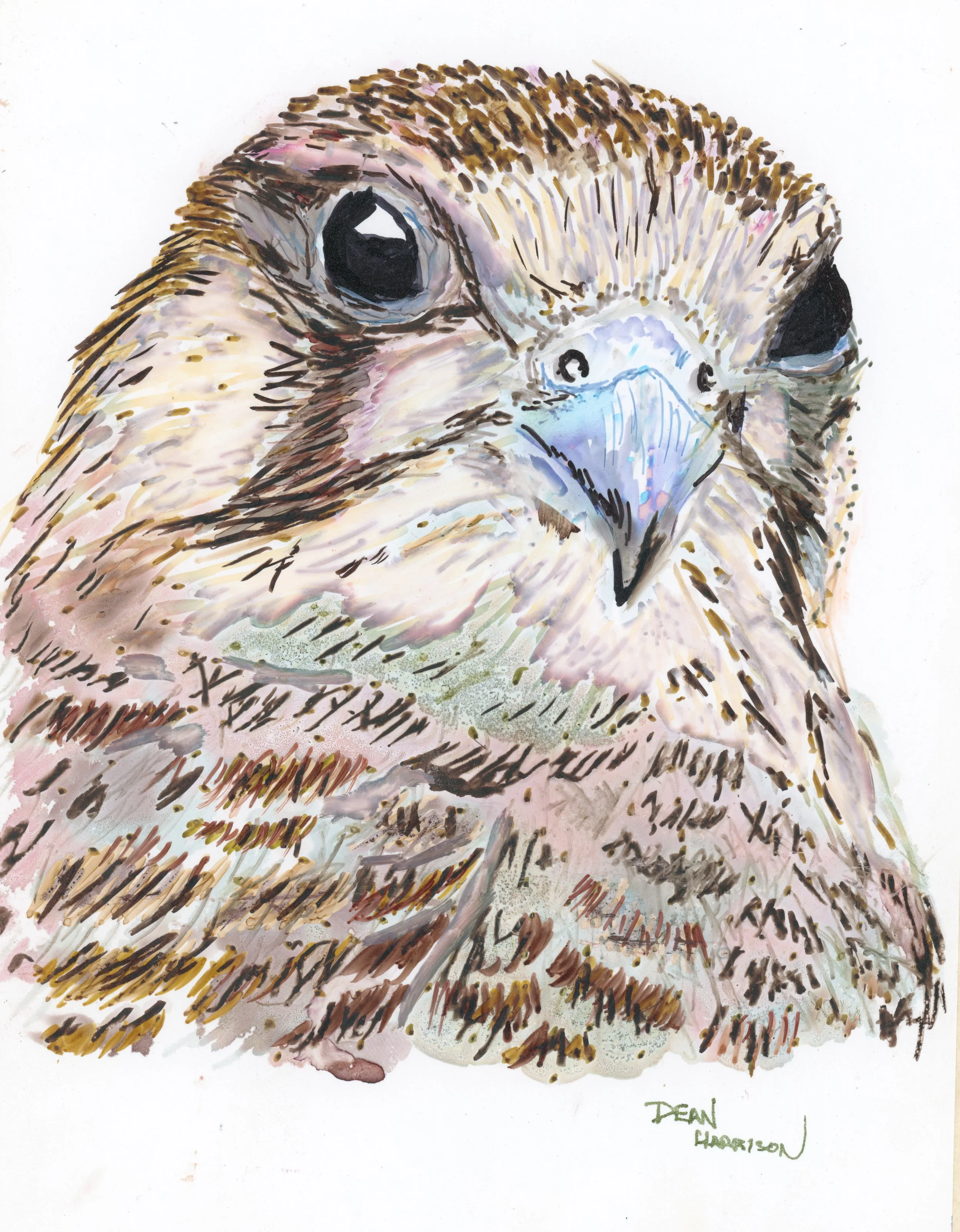 An alcohol ink marker of a bird of prey, likely a hawk or eagle, with a sharp beak and piercing eyes, signed by Dean Harrison.