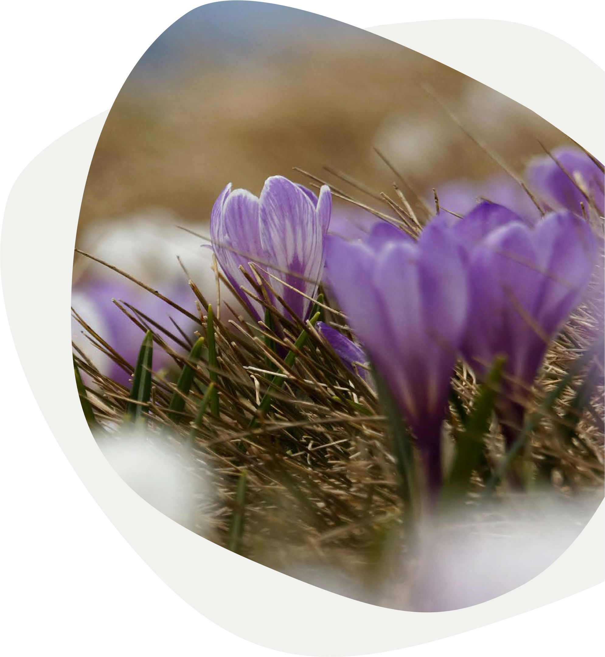 Close-up of purple crocus flowers blooming among dry grass.