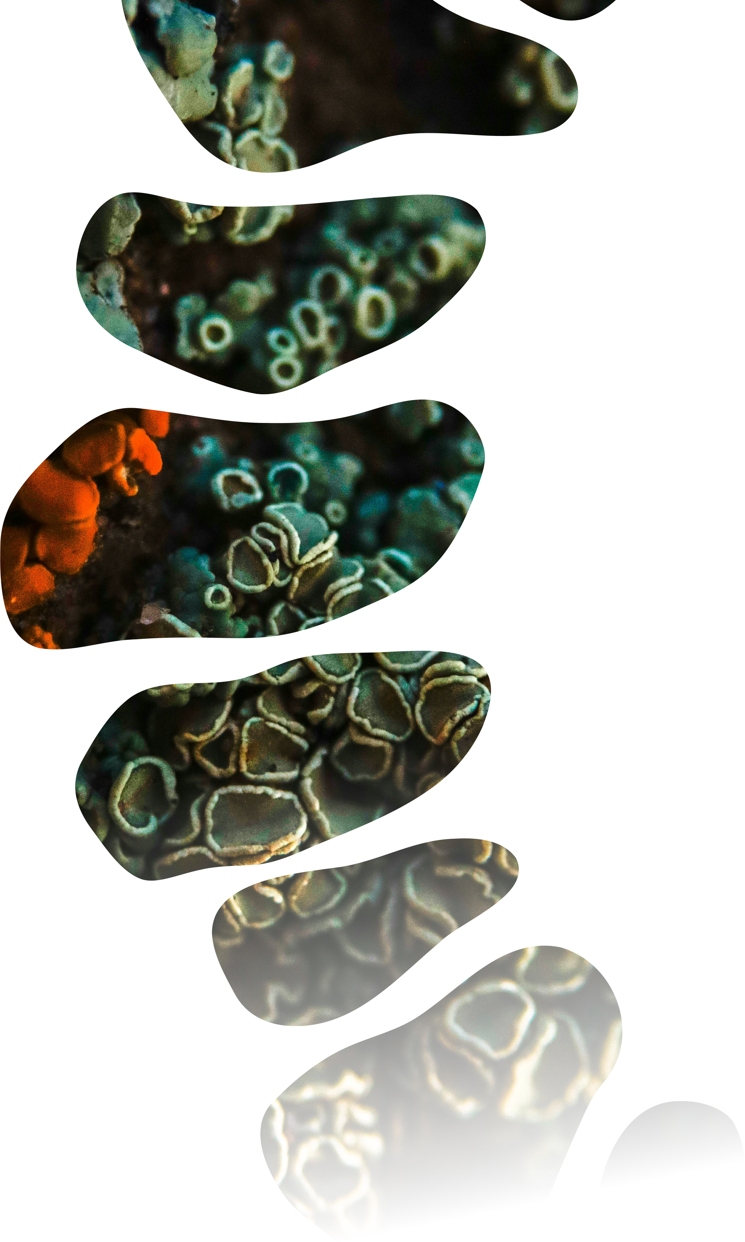 Close-up of various lichen formations, showcasing intricate patterns and textures.