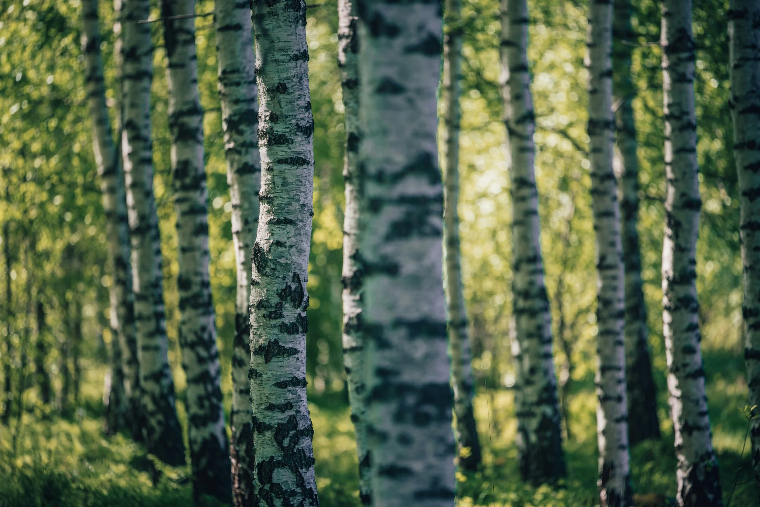 A forest with tall birch trees, green foliage, and sunlight filtering through the leaves.