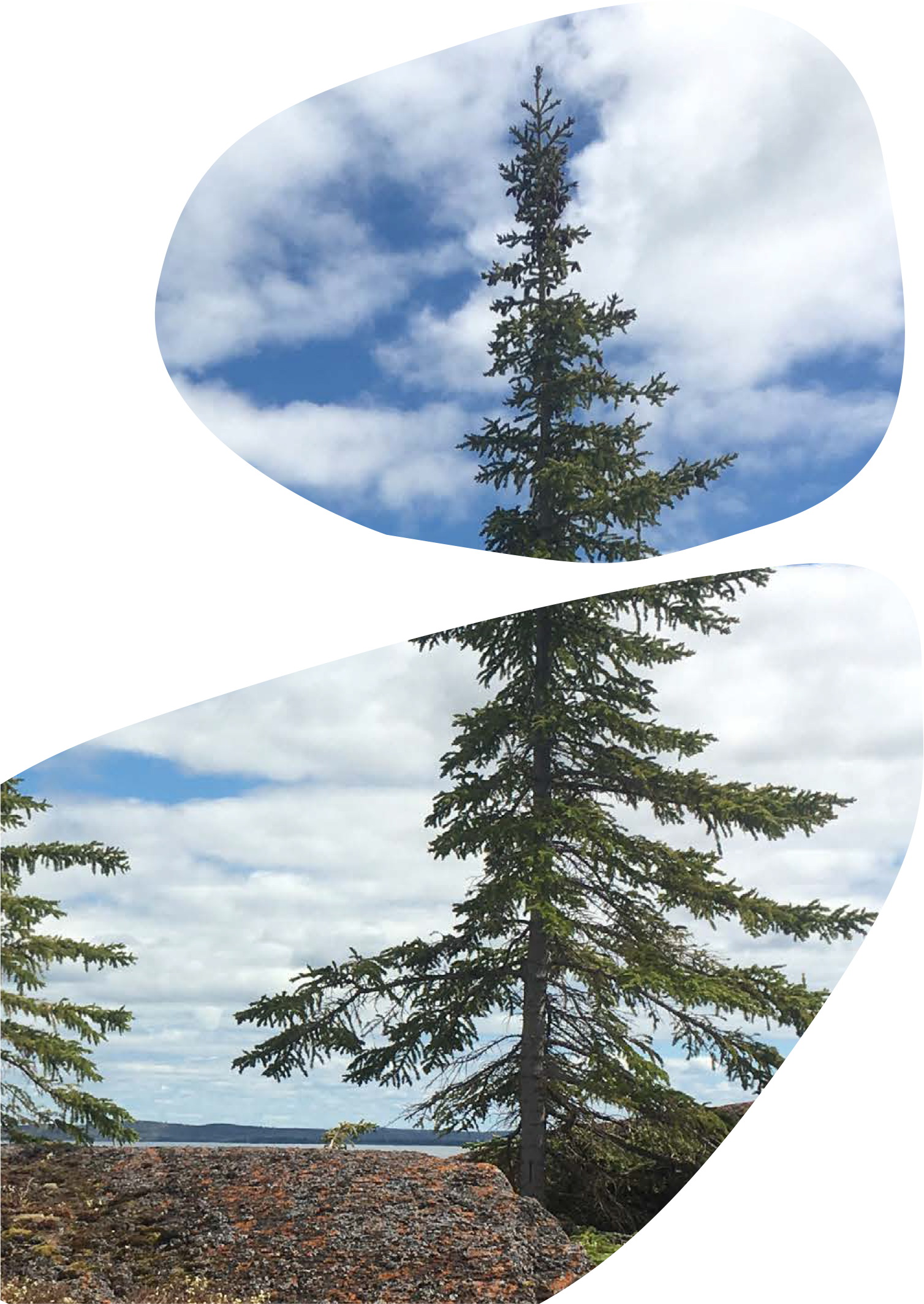 A tall evergreen tree on a rocky landscape with a cloudy sky in the background.