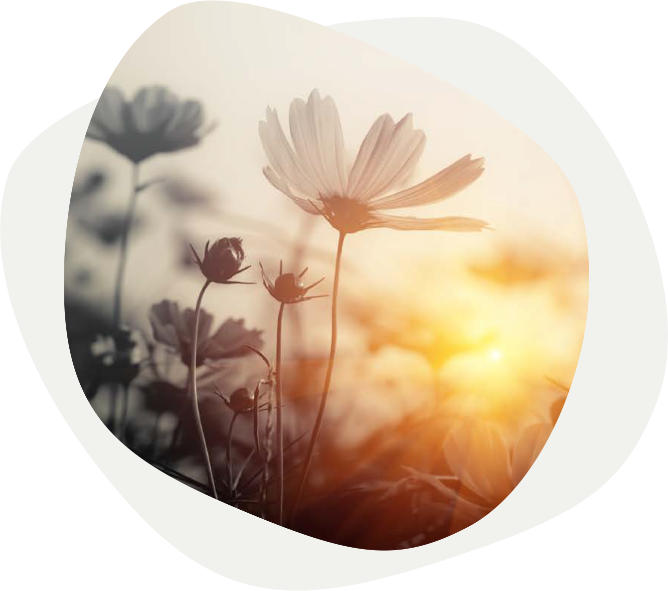Blurred black and white flowers with one brightly lit, in color, flower in sunlight.