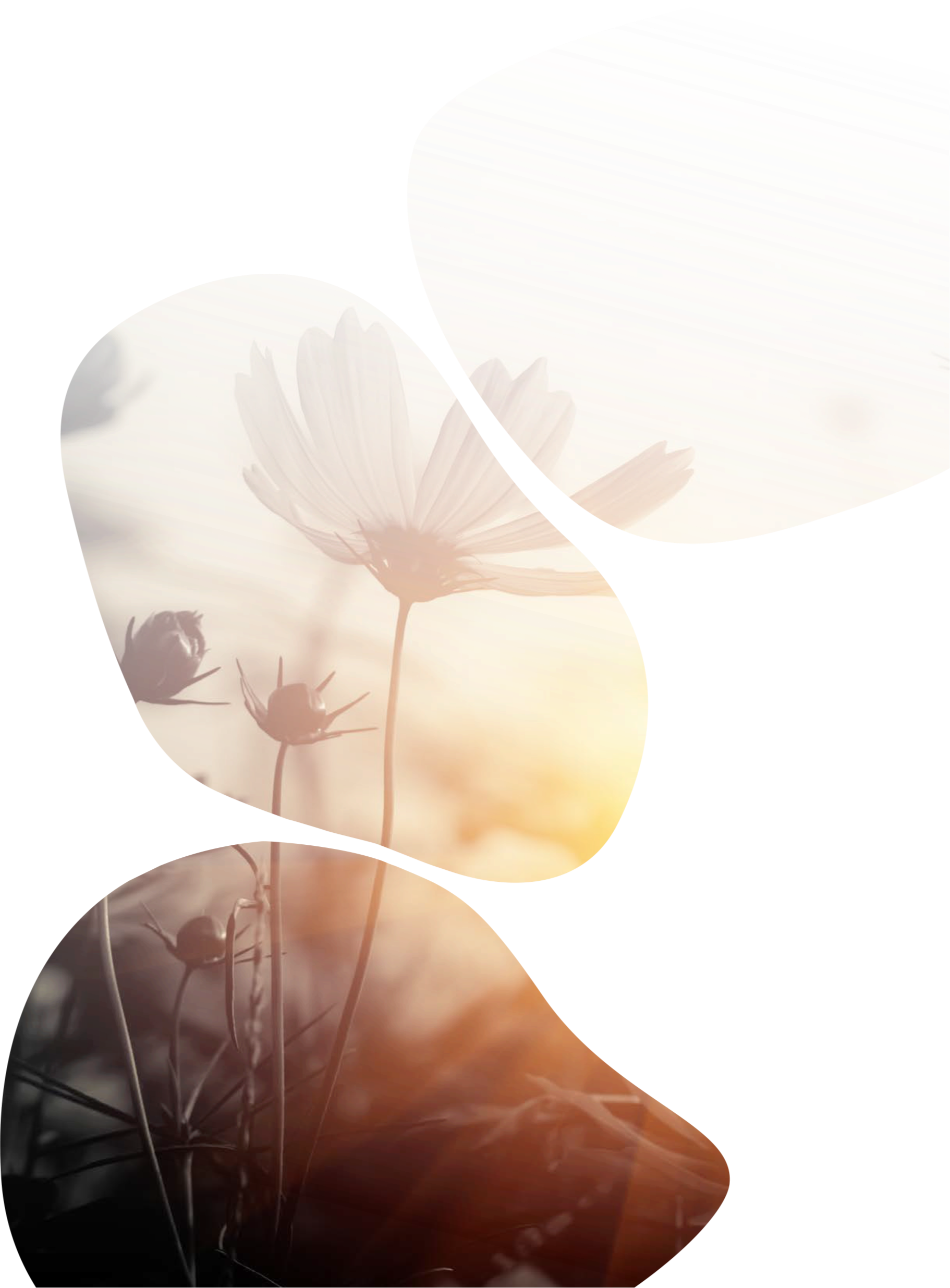 Collage of flowers with a heart shape overlay, showing a close-up of daisies and other flowers at sunset.