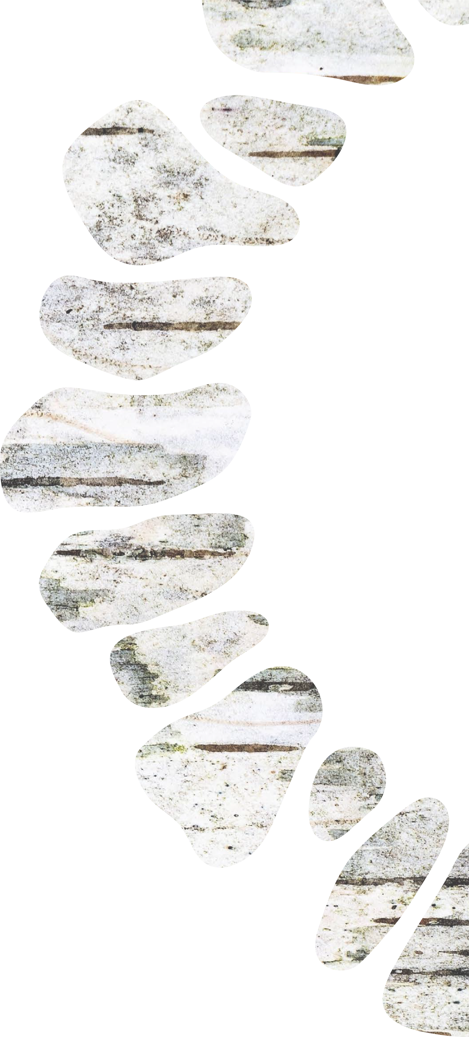 A stylized illustration of lichen, filled with a birch textured shape.