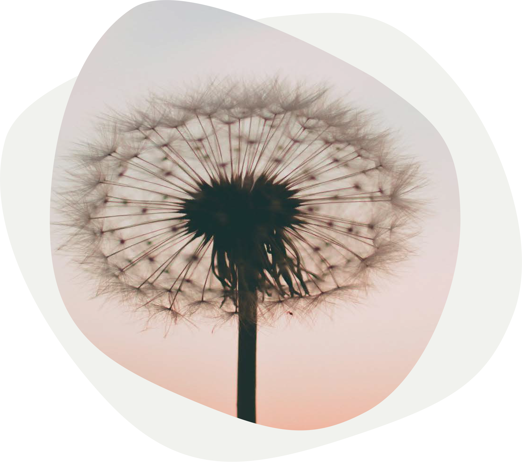 Close-up of a dandelion seed head against a soft pastel sky, with detailed seeds and filaments visible.