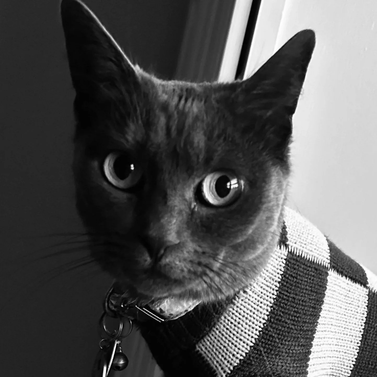 A black and white photo of a cat wearing a striped sweater, looking directly at the camera.