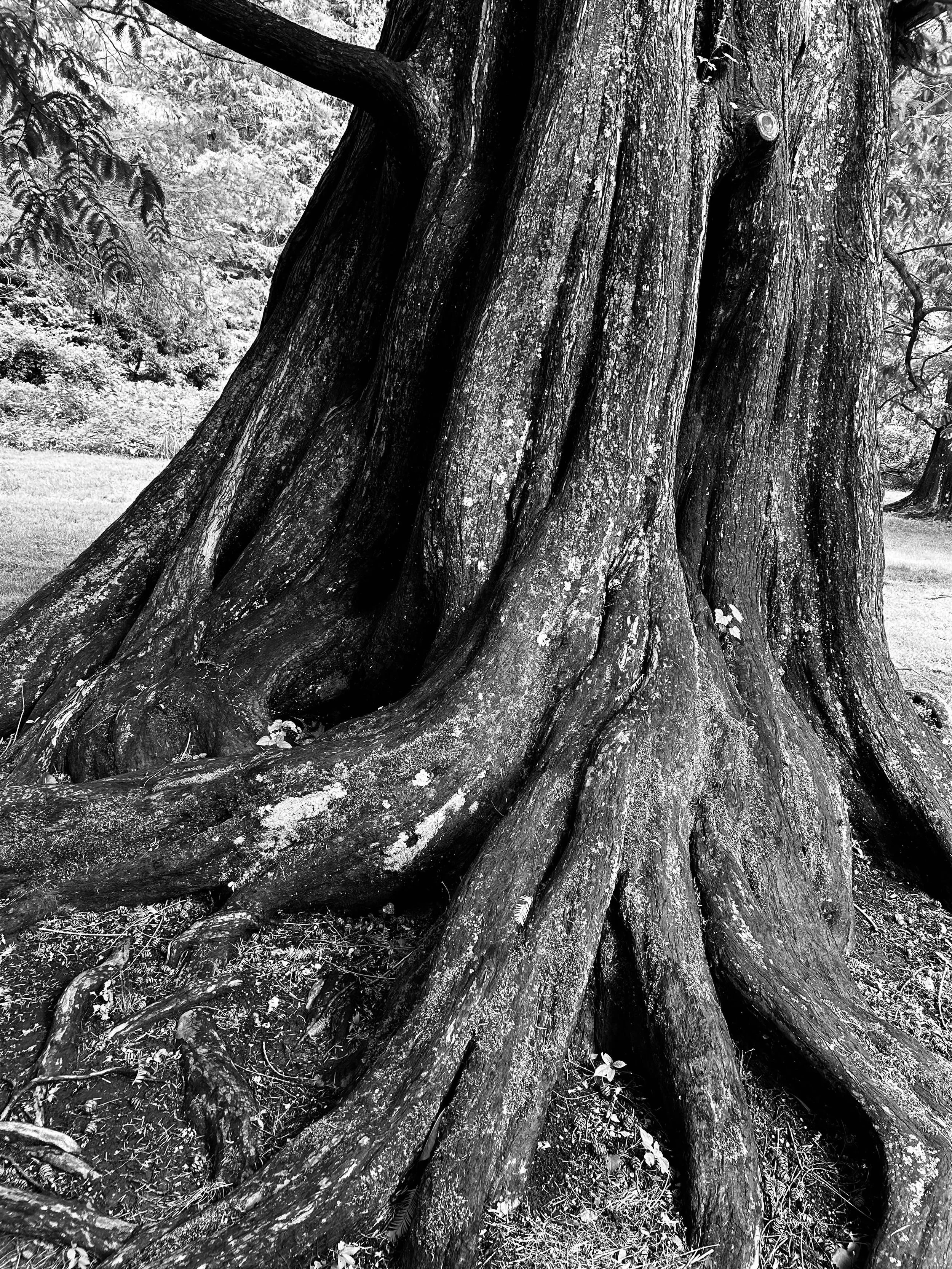 A large tree trunk with textured bark, roots extending outward into the ground, in a natural outdoor setting.