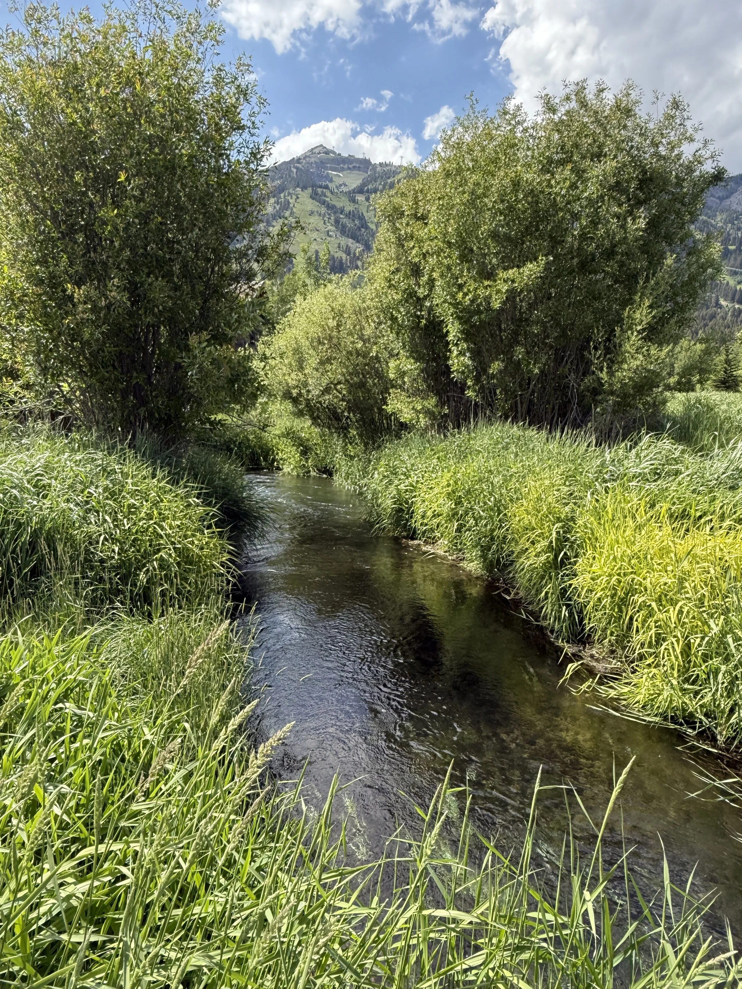 4. Fish Creek Lot 38 at Tram.jpg
