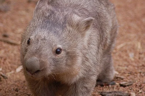 Close-up of a wombat on dirt ground.