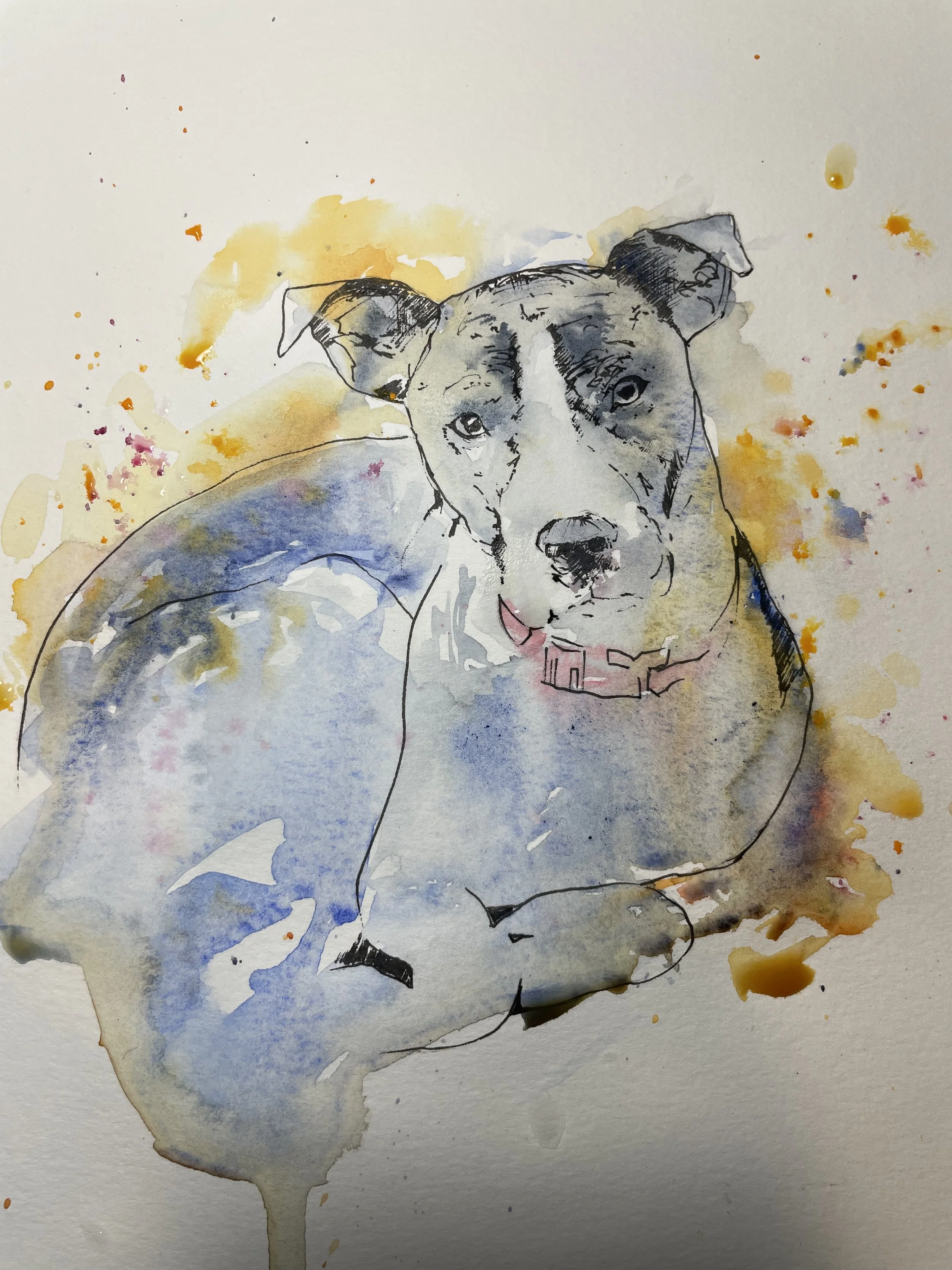 A watercolor and ink sketch of a dog with a blue and yellow background, showing the dog laying down and looking at the viewer.