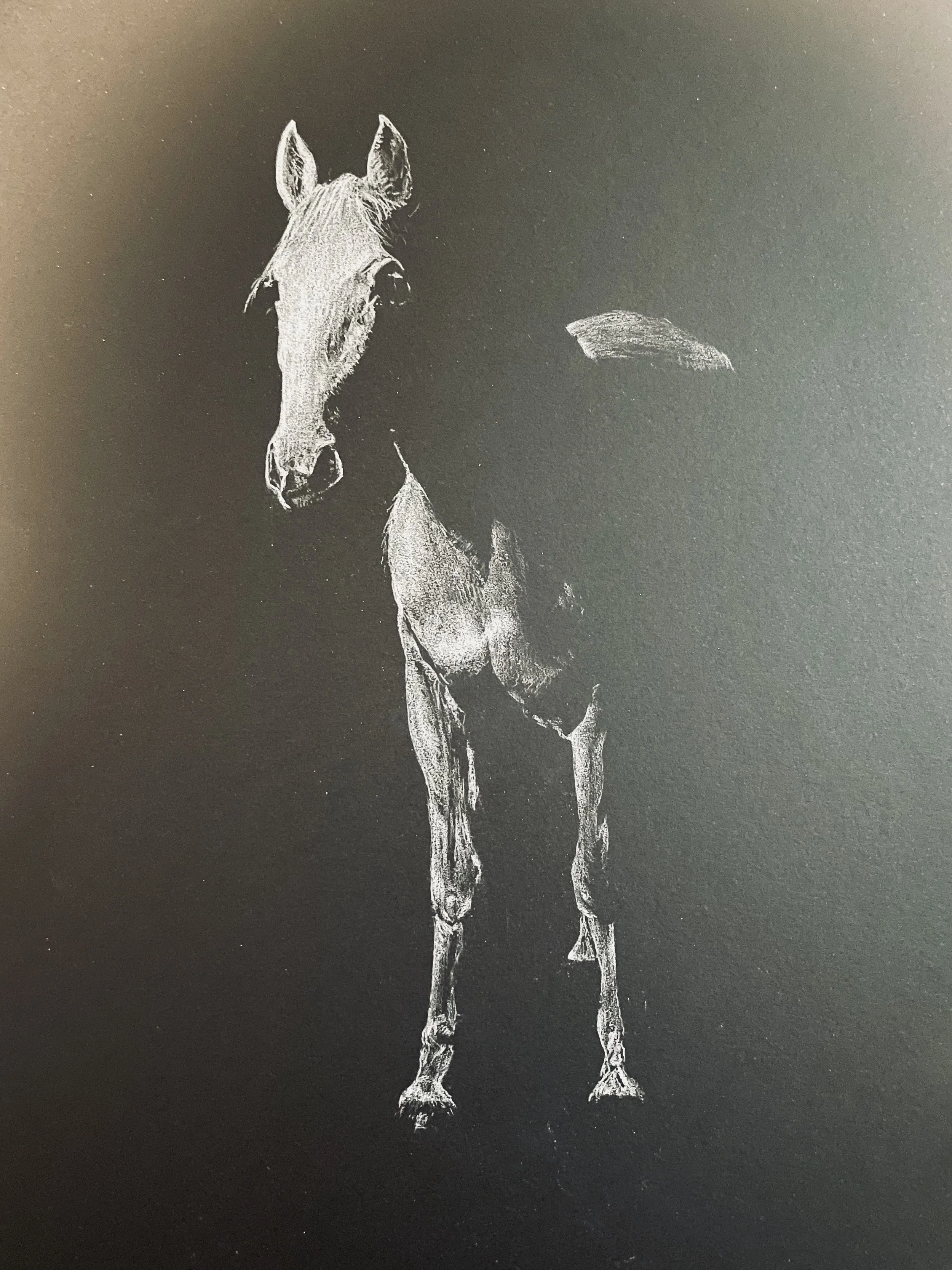 An artistic sketch of a foal, a young horse, on a black background.