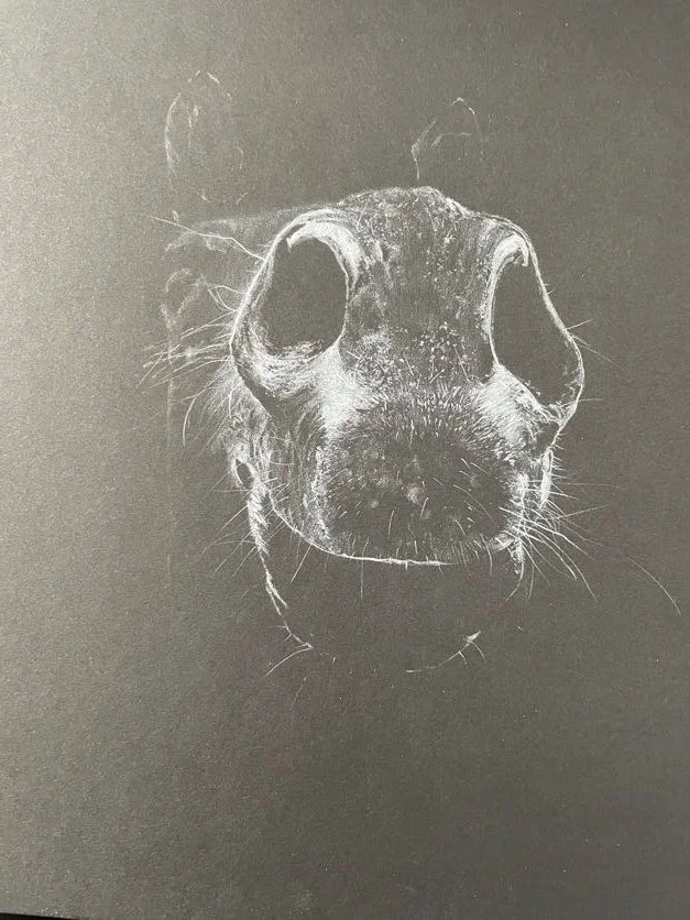 Close-up of a dog nose with detailed white chalk-like lines on a dark background.