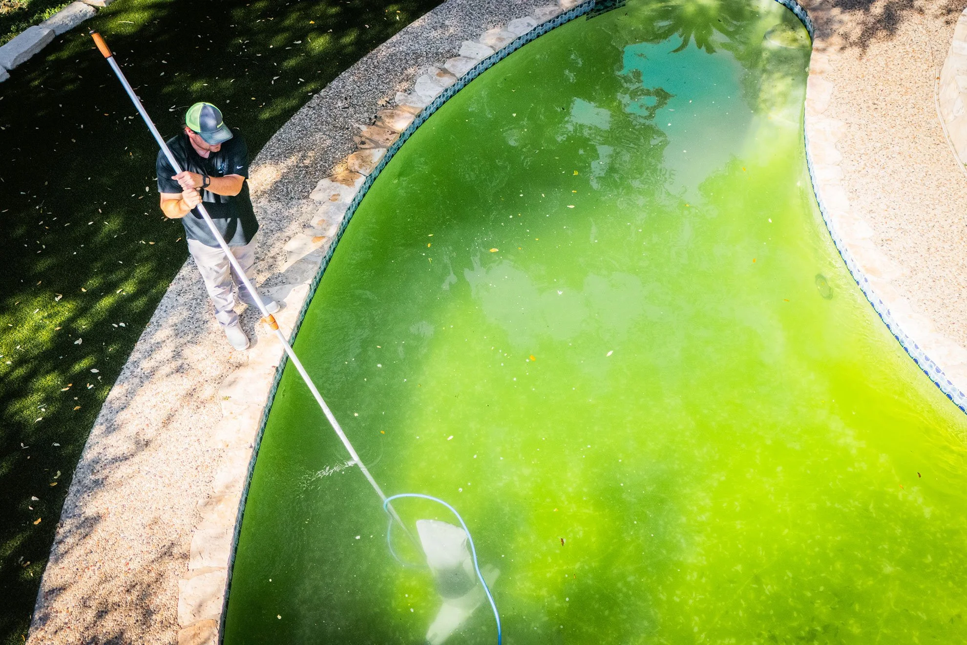 A person cleaning a green algae-covered swimming pool with a net skimmer.