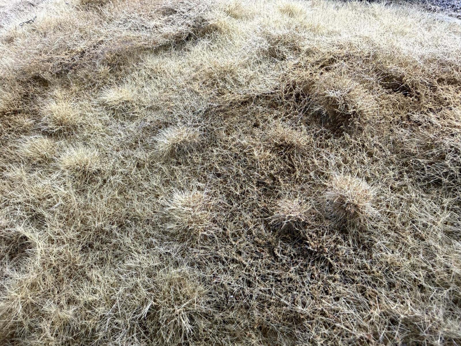 grass close up.jpg