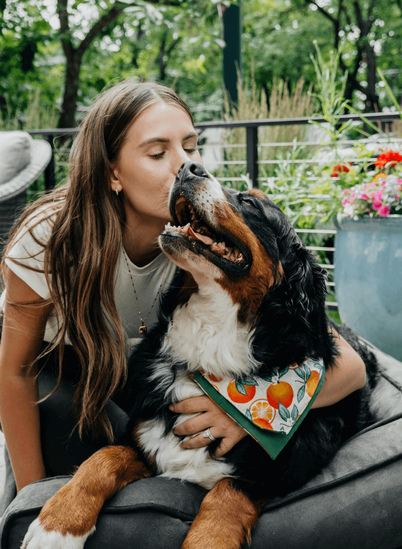 A woman is giving a affectionate kiss to her Bernese Mountain Dog, who is sitting on a couch outdoors with greenery and flowers around.