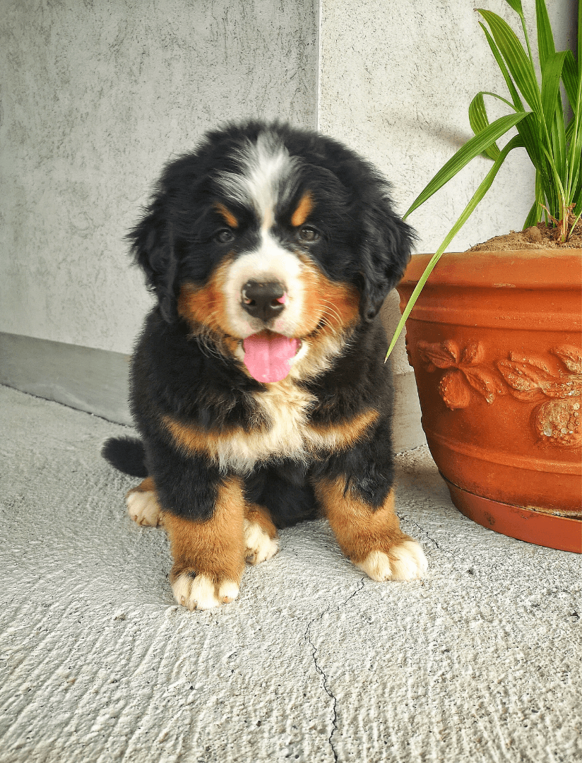 A cute Bernese Mountain Dog puppy sitting on a concrete surface next to a potted plant.