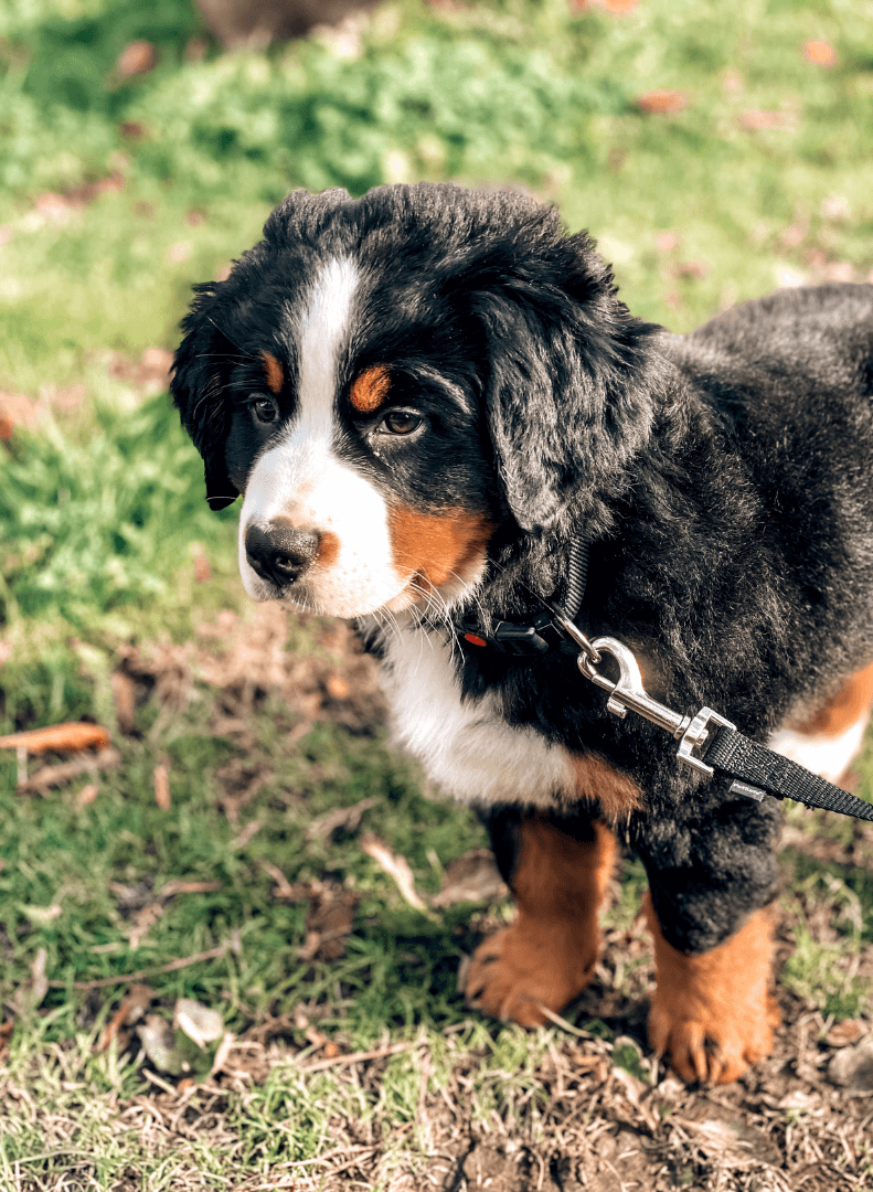 Close-up of a Bernese Mountain Dog puppy outdoors on grassy ground with some leaves.