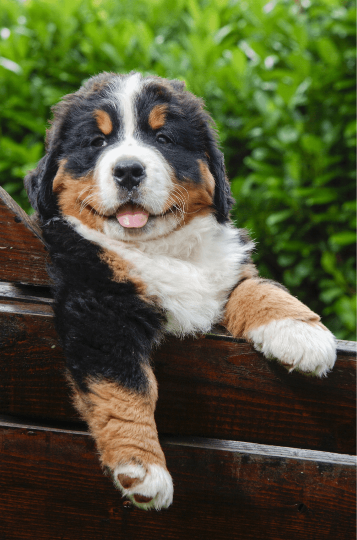 Cute fluffy Bernese Mountain Dog puppy resting on a wooden surface outdoors with greenery in the background.