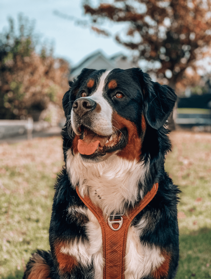 A happy Bernese mountain dog sitting outdoors in a park, wearing a brown harness, with trees and a house in the background.