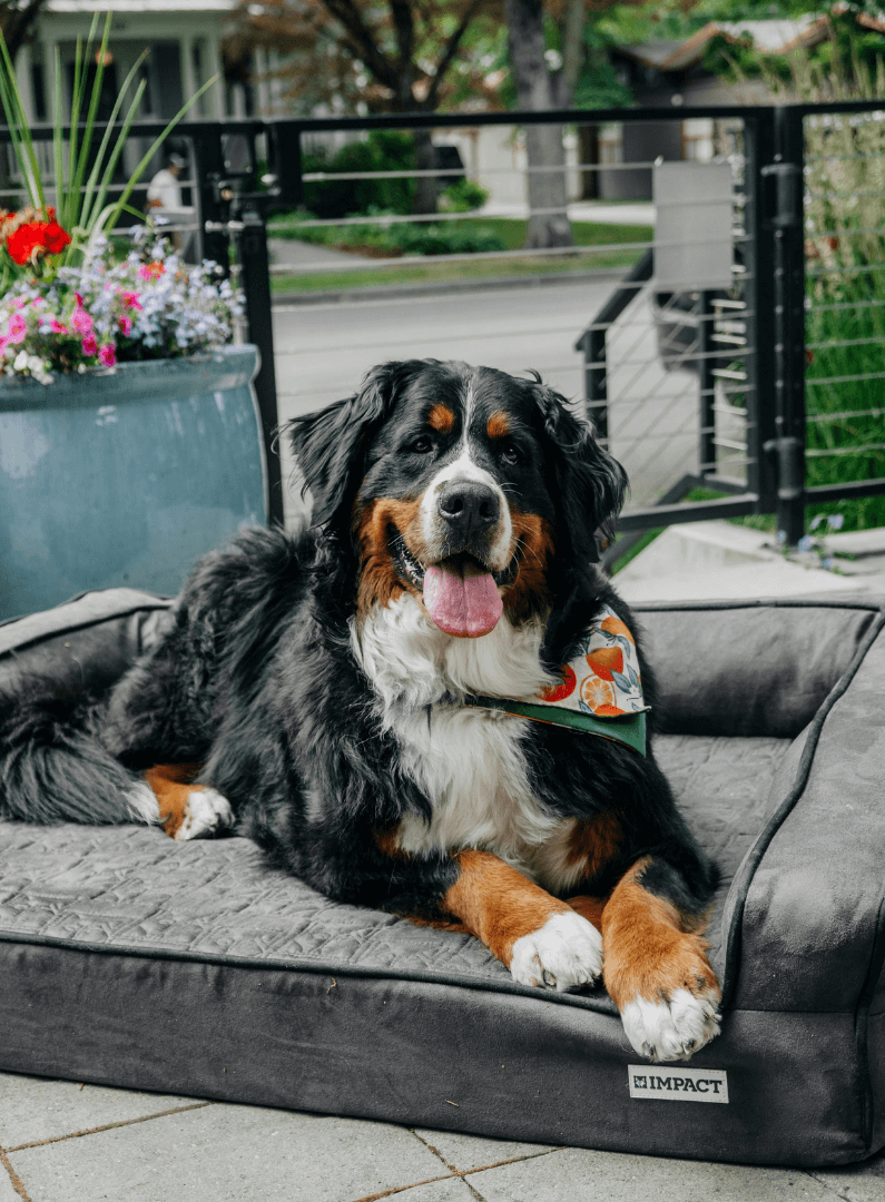 A happy Bernese mountain dog lying on a dog bed outside on a porch, panting with its tongue out, with a view of a street and trees in the background.