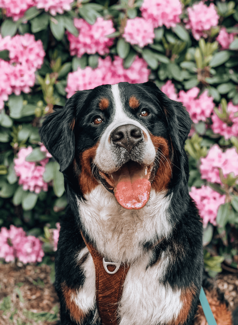 A happy Bernese Mountain Dog sitting in front of pink flowering bushes.