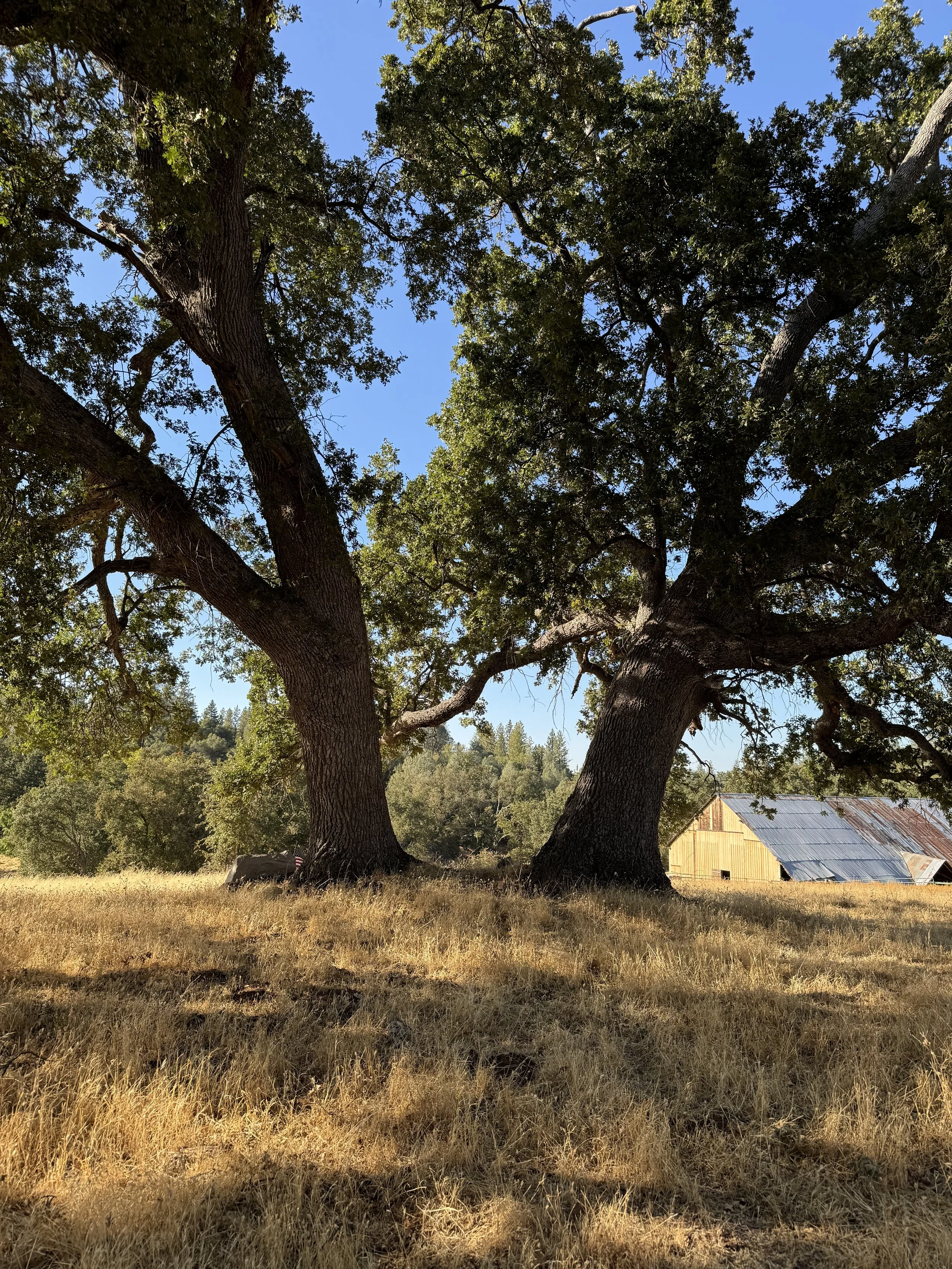 Two large oak trees with sprawling branches in a field, blue sky overhead, and a rustic barn with a tin roof in the background.