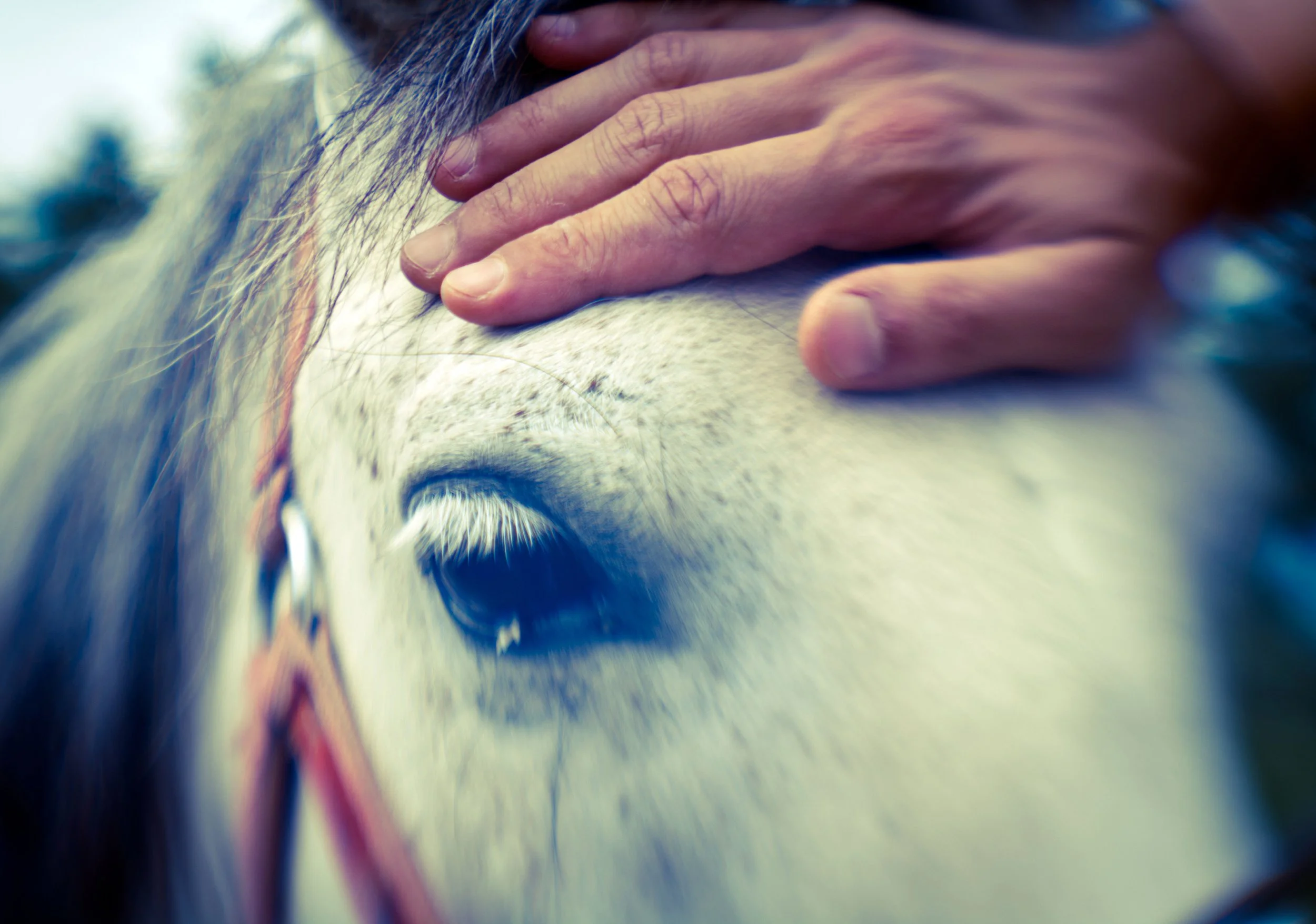 2010, Greece. Colour print.