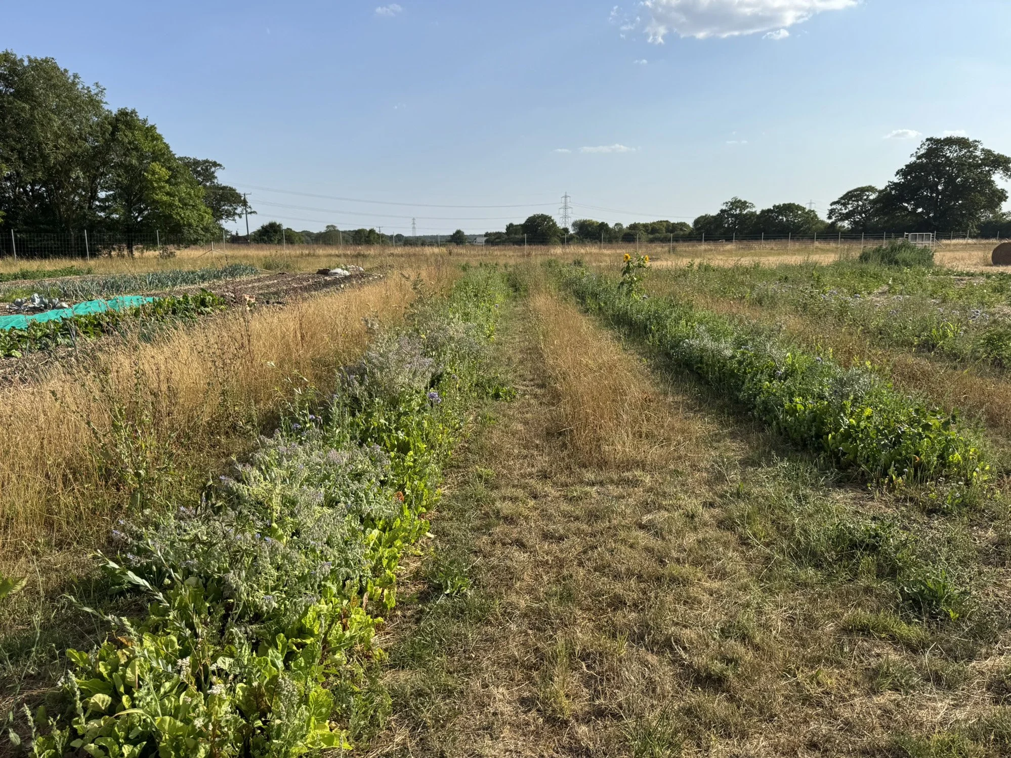 Syntropics Knowledge-Share at Irongate Market Garden
