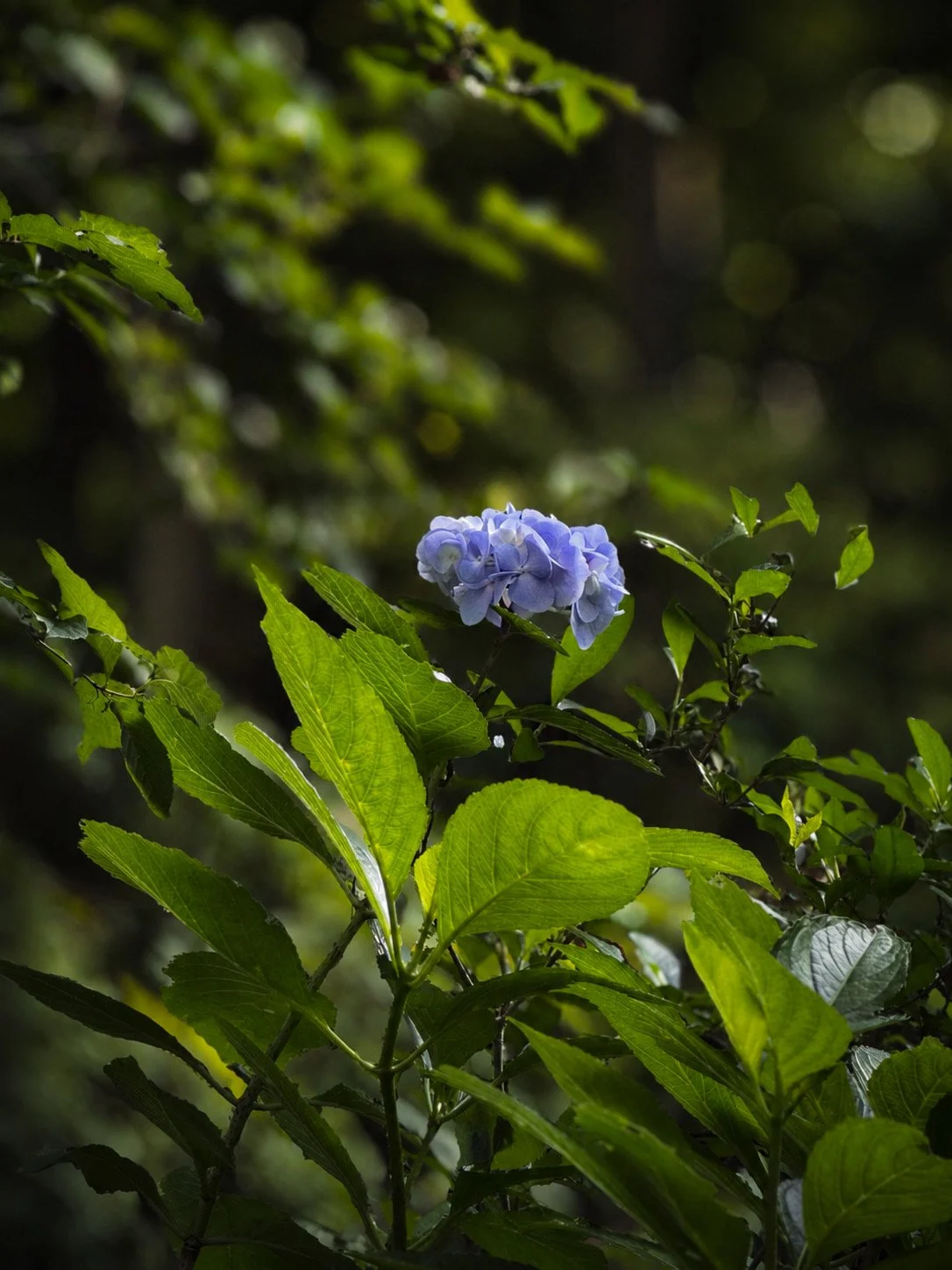 Edit 50:The Slowdown