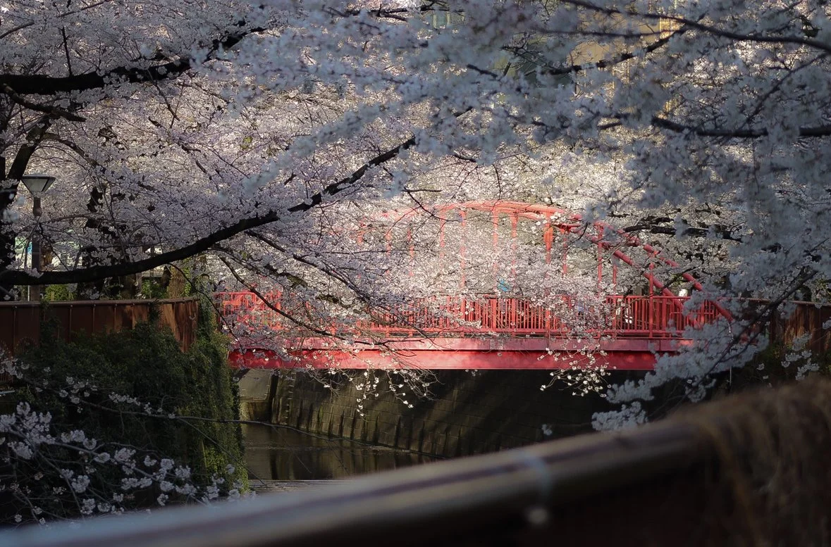 Sakura season at Naka-Meguro