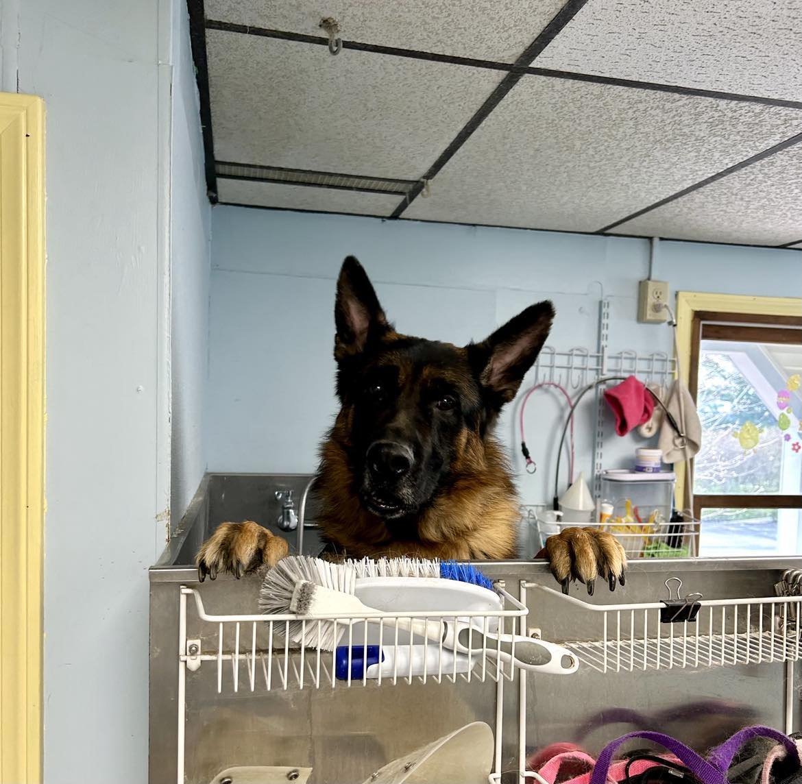 German shepherd dog with paws on a grooming station, looking at the camera, with grooming brushes and tools nearby, in a pet grooming salon.