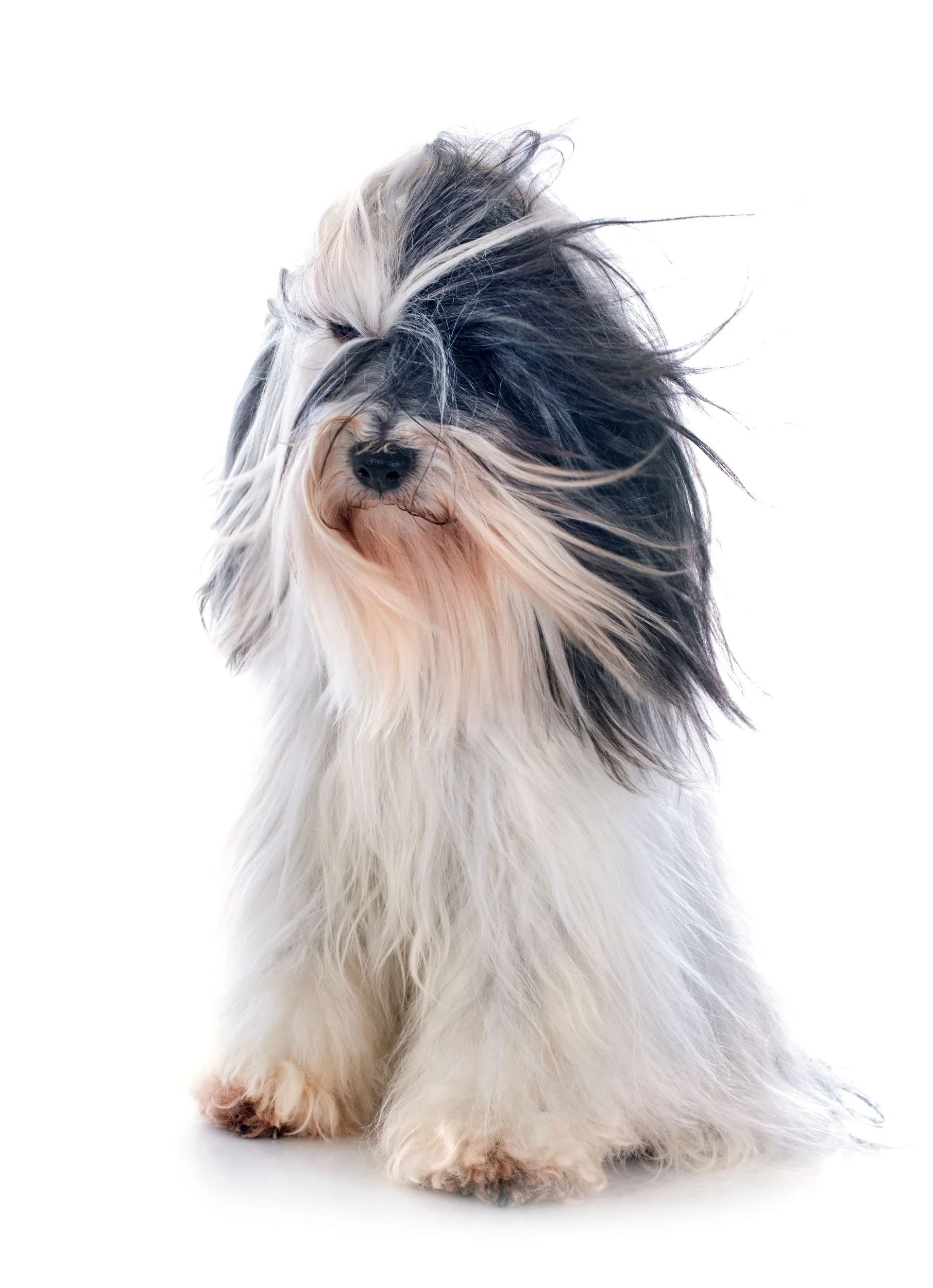 Close-up of a long-haired dog with black, white, and tan fur, with its hair covering one eye, against a plain white background.