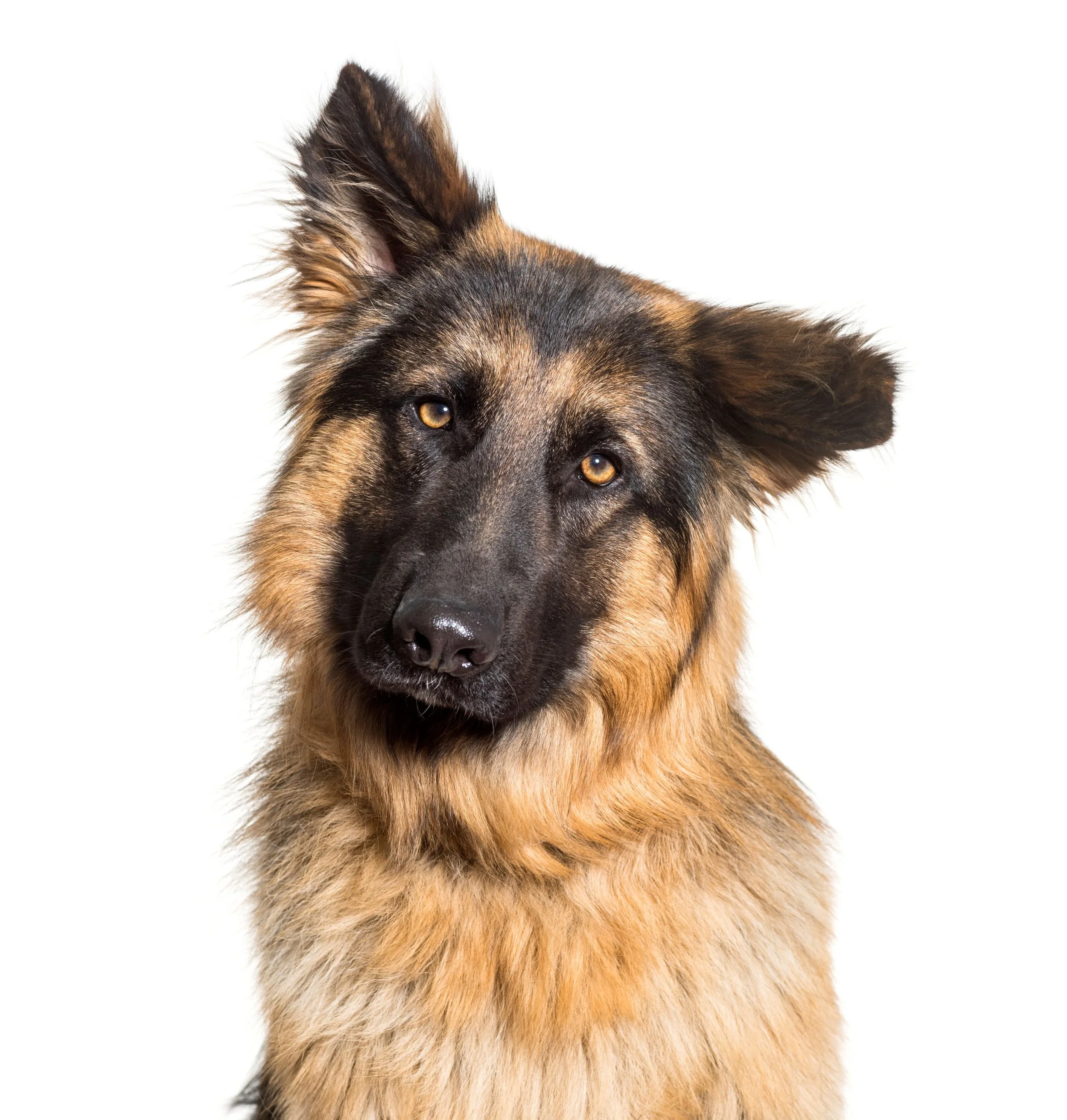 A German Shepherd dog with tan and black fur, looking at the camera against a white background.