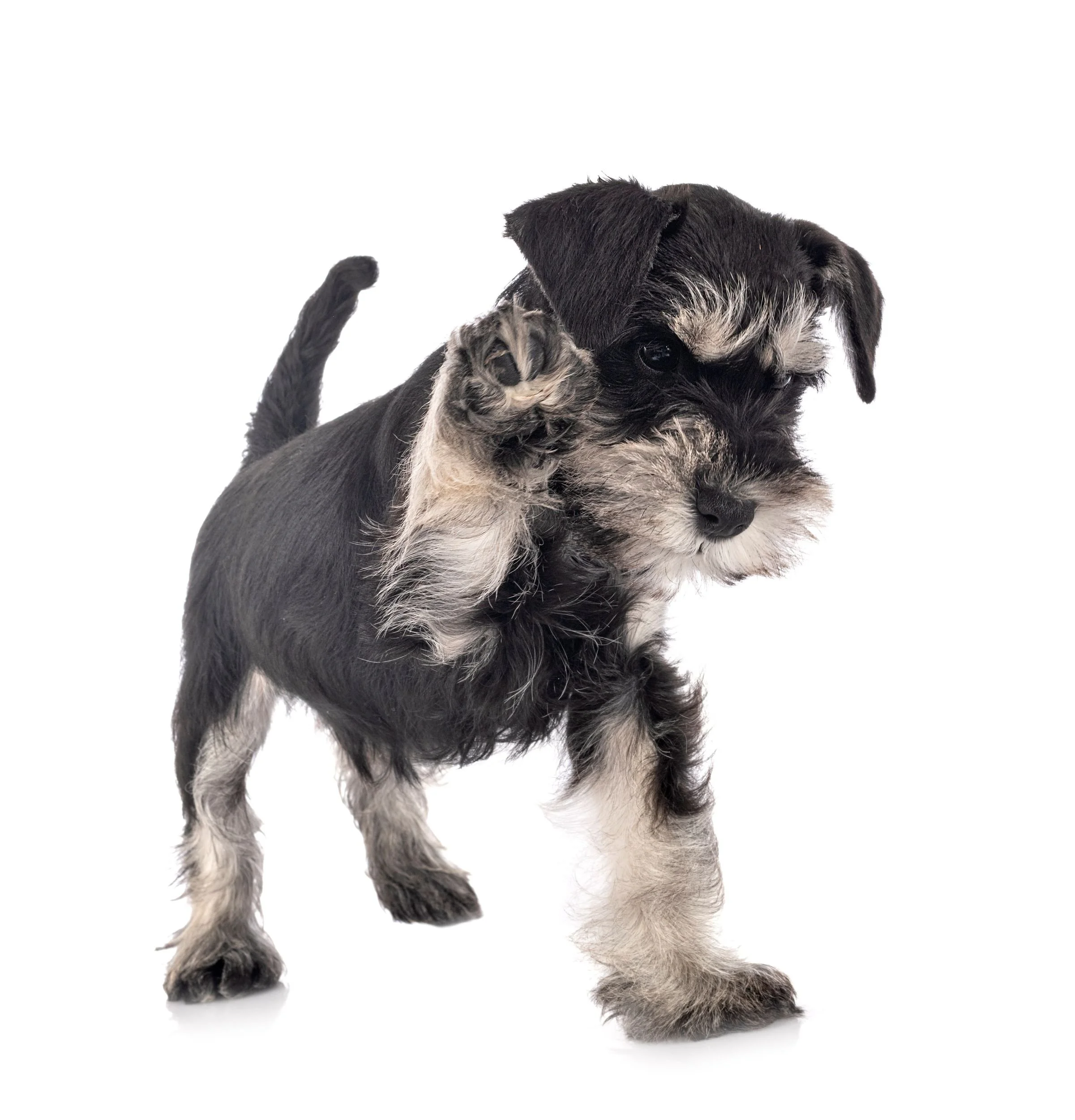 A close-up portrait of a mixed breed dog with black and brown fur, pointed ears, and expressive brown eyes, against a white background.