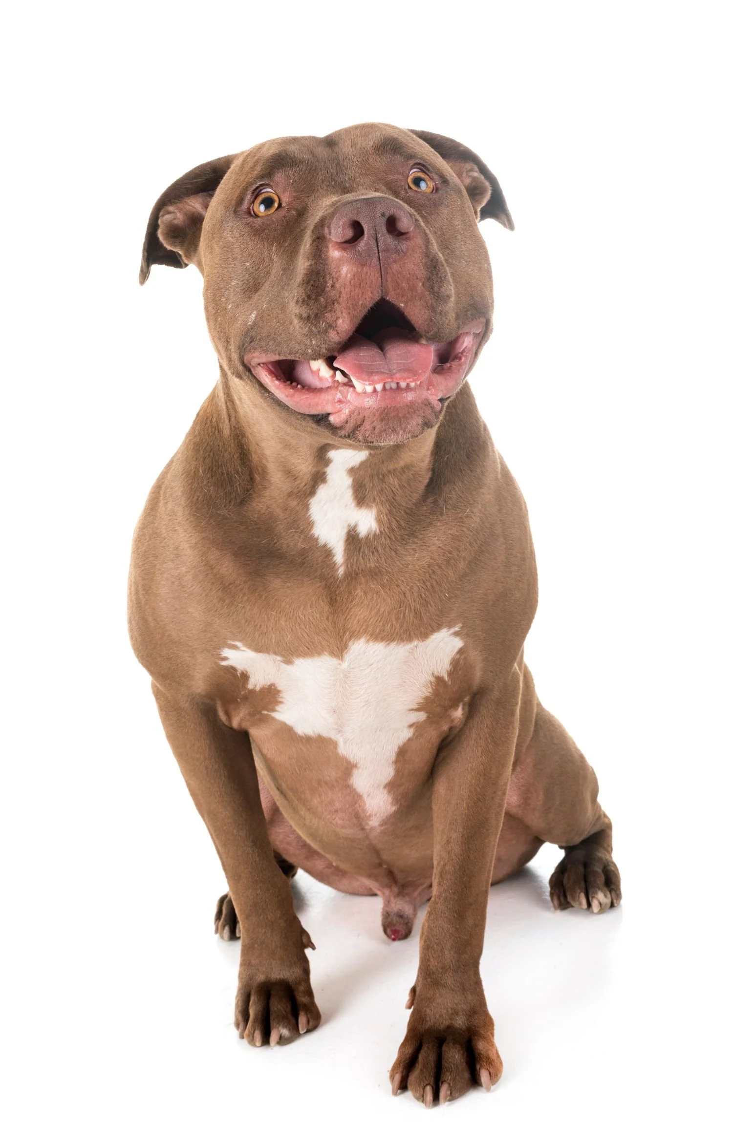 Black long-haired dog sitting with tongue slightly out on a white background.