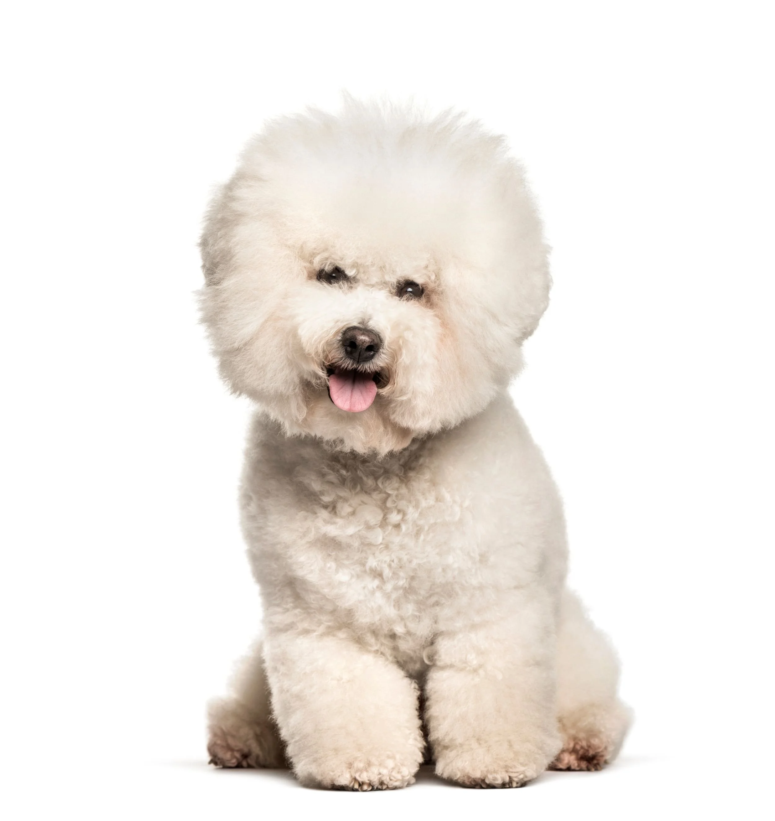 A happy, medium-sized dog with brown and white fur, looking at the camera with its tongue out against a white background.
