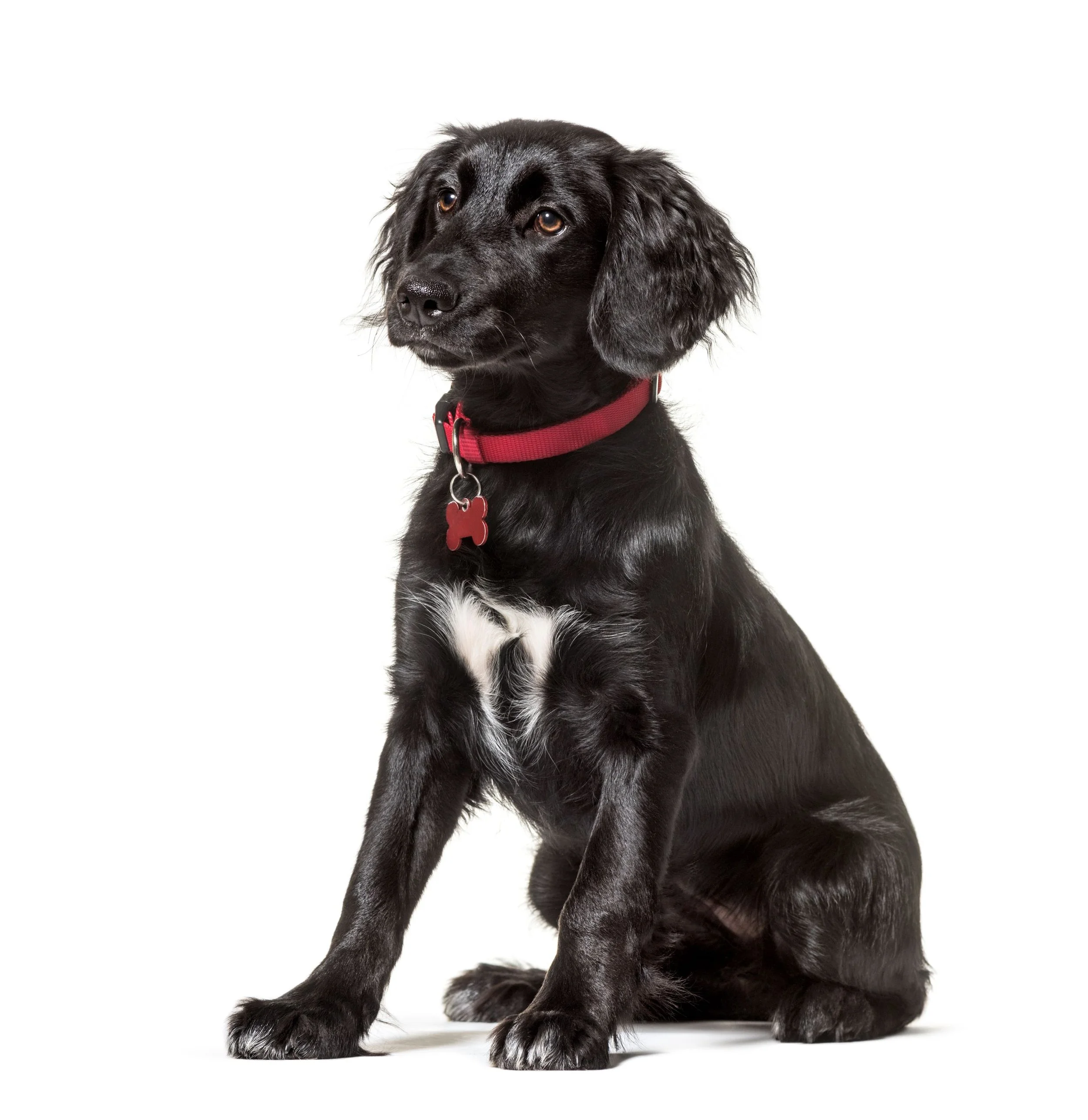 Black puppy with floppy ears, sitting against a white background, wearing a red collar with a dog-shaped tag.