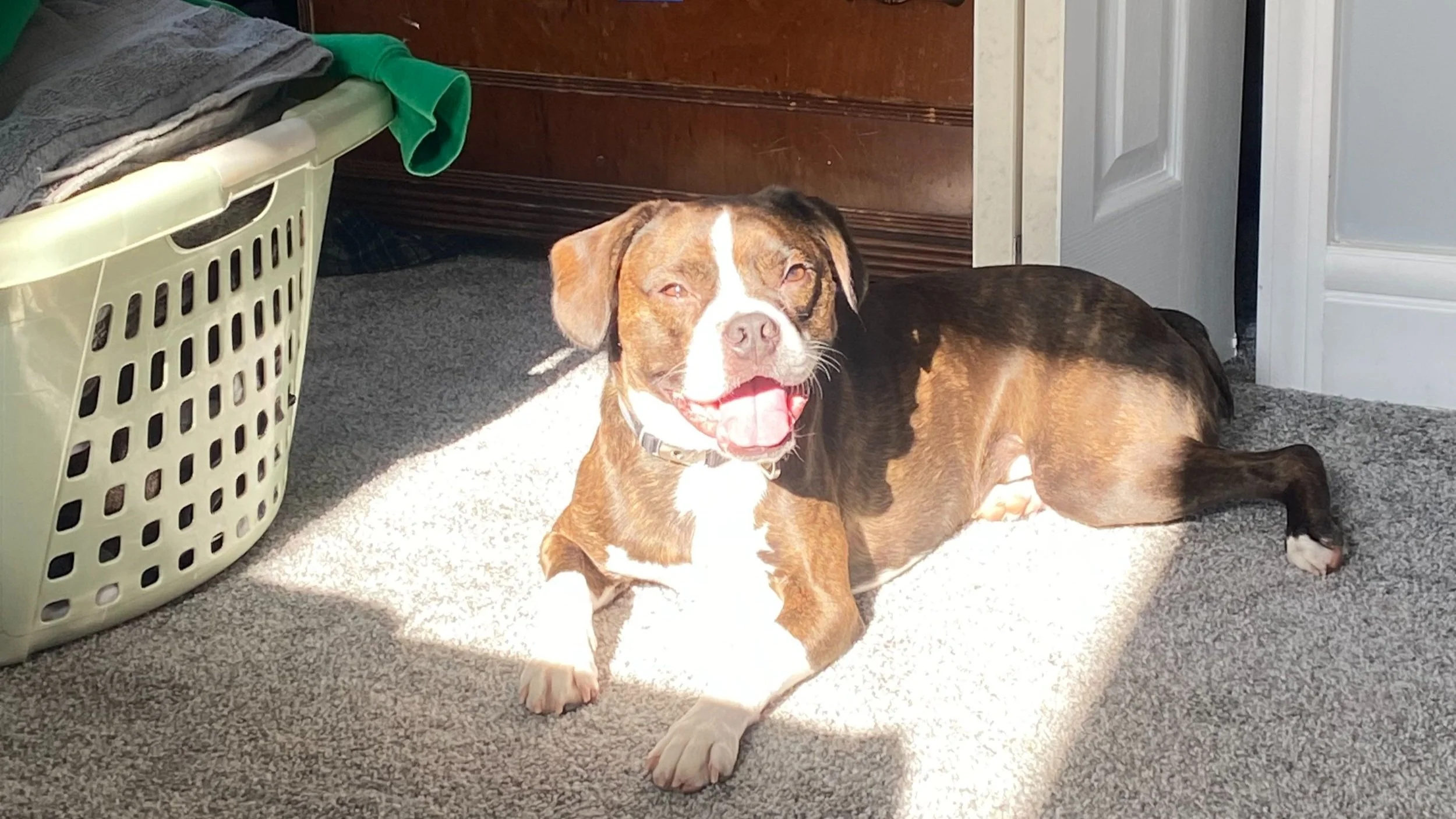 A happy brown and white dog lying on a beige carpet, smiling in sunlight near a laundry basket filled with clothes.