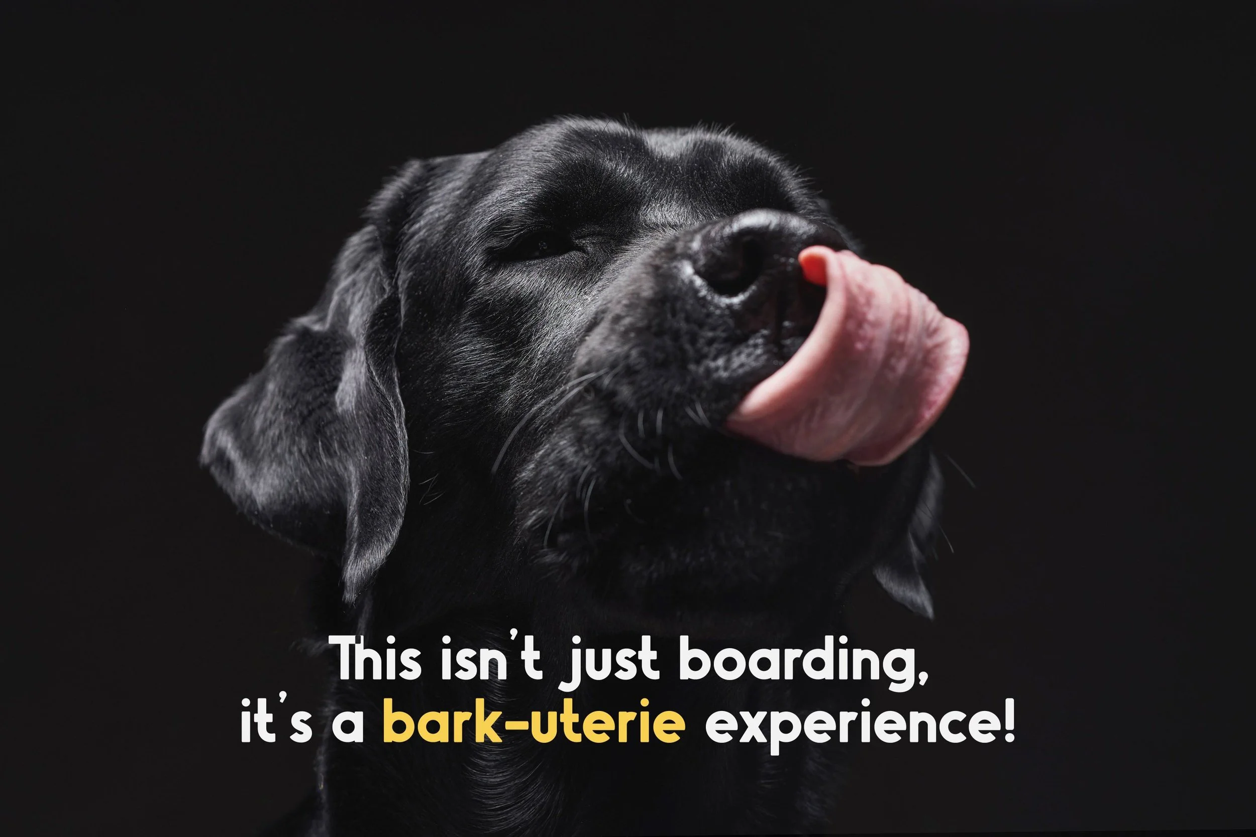 Close-up of a black Labrador Retriever dog licking its nose with text overlay that reads, 'This isn't just boarding, it's a bark-uterie experience!'