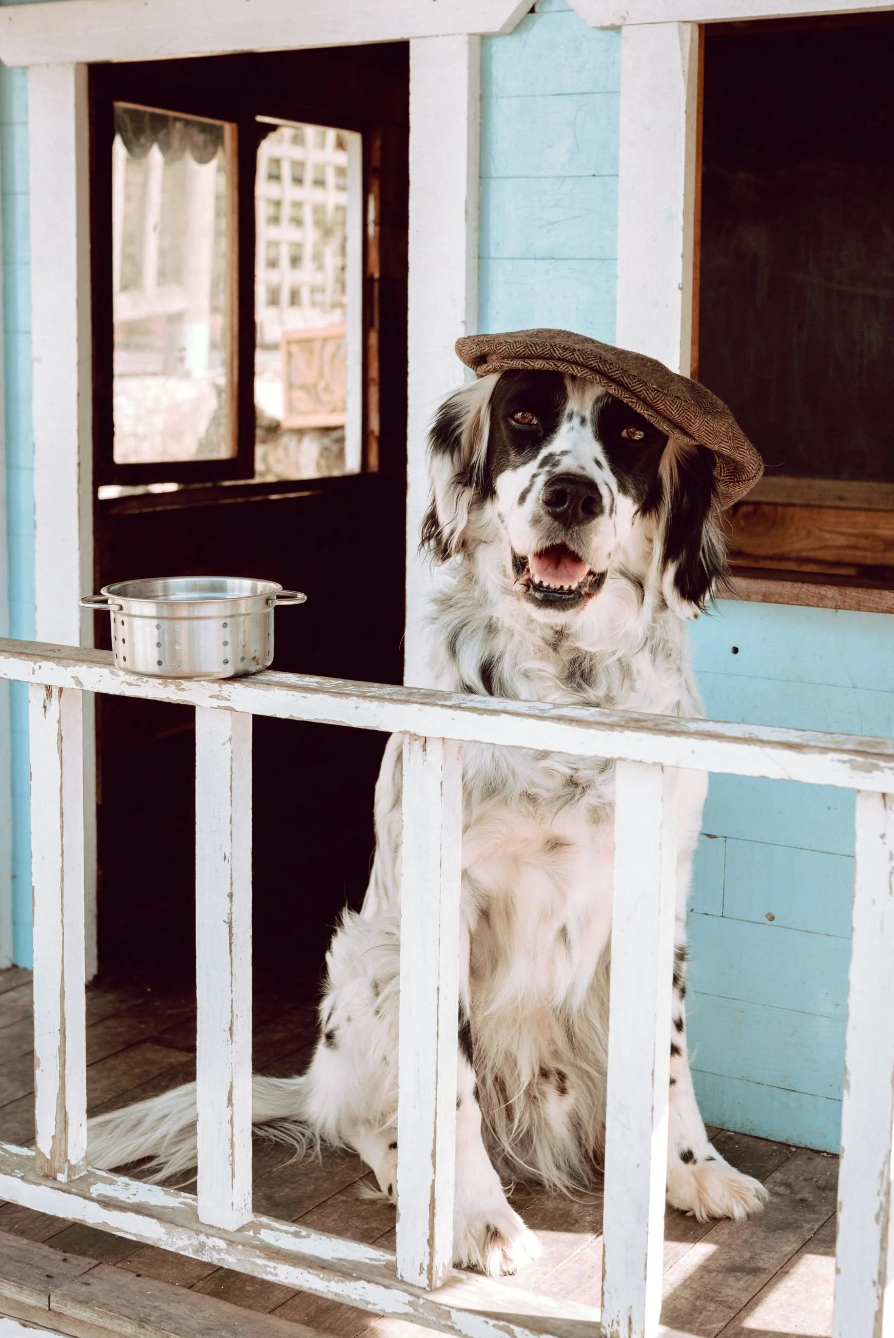 A black and white dog sitting in a wooden doghouse, wearing a brown hat, with a metal bowl nearby
