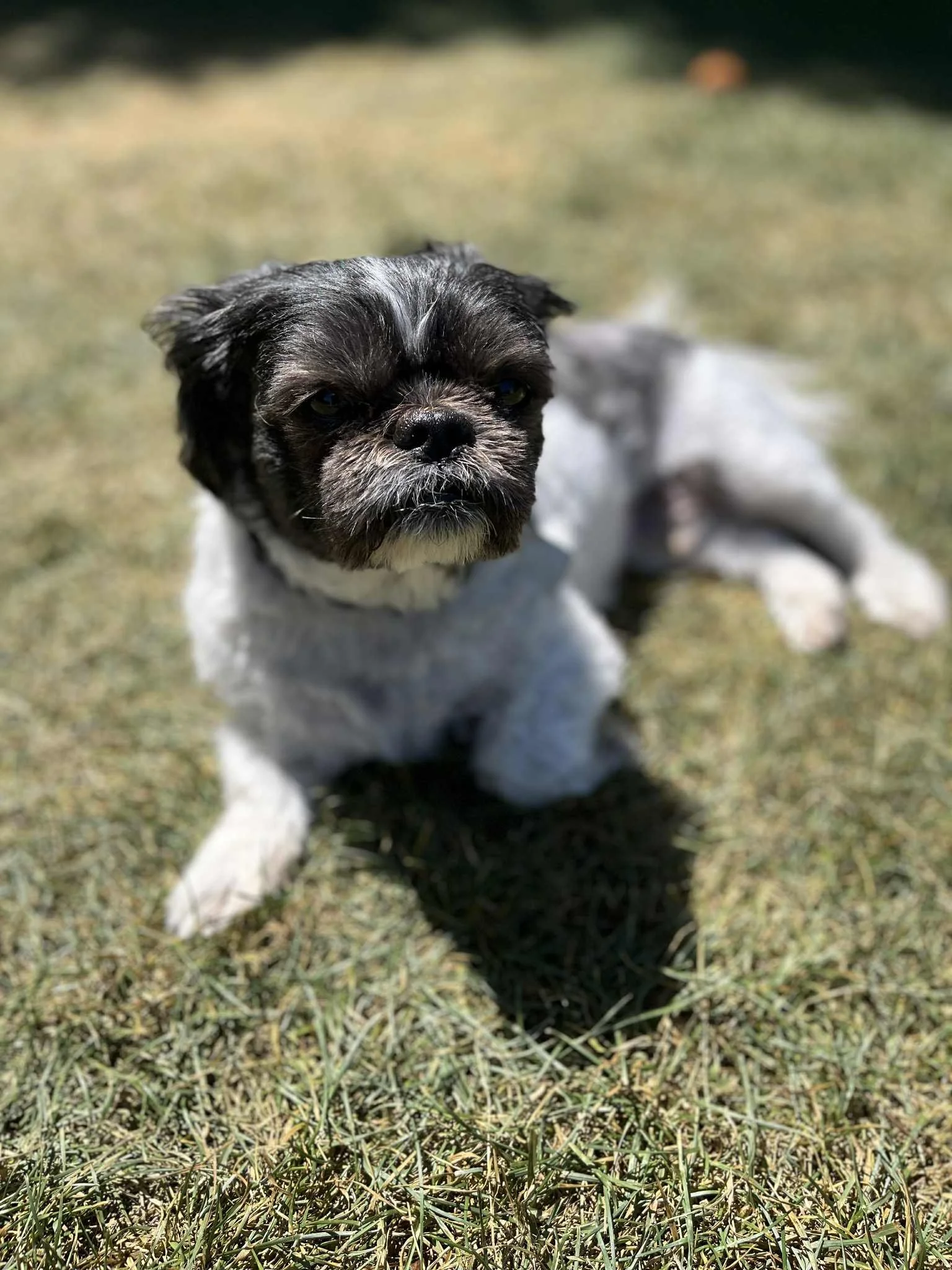 Joyful-Petcare-Oreo Suns.jpg